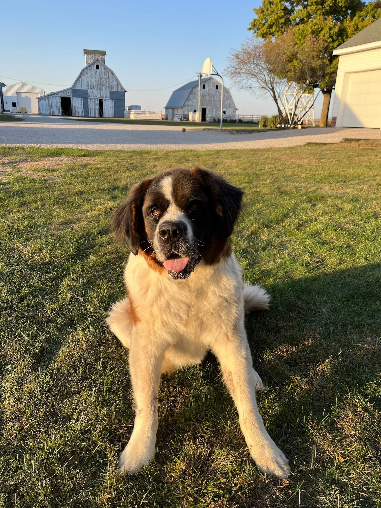 A fluffy black and white puppy sitting on green grass with two weathered barns and trees in the background under a clear blue sky.