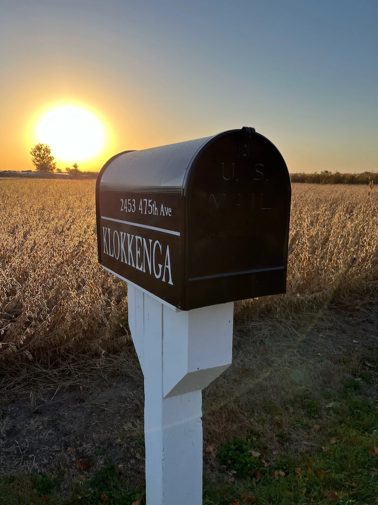 A black mailbox with a curved top on a white post in a field of wheat, with trees in the background at sunset.