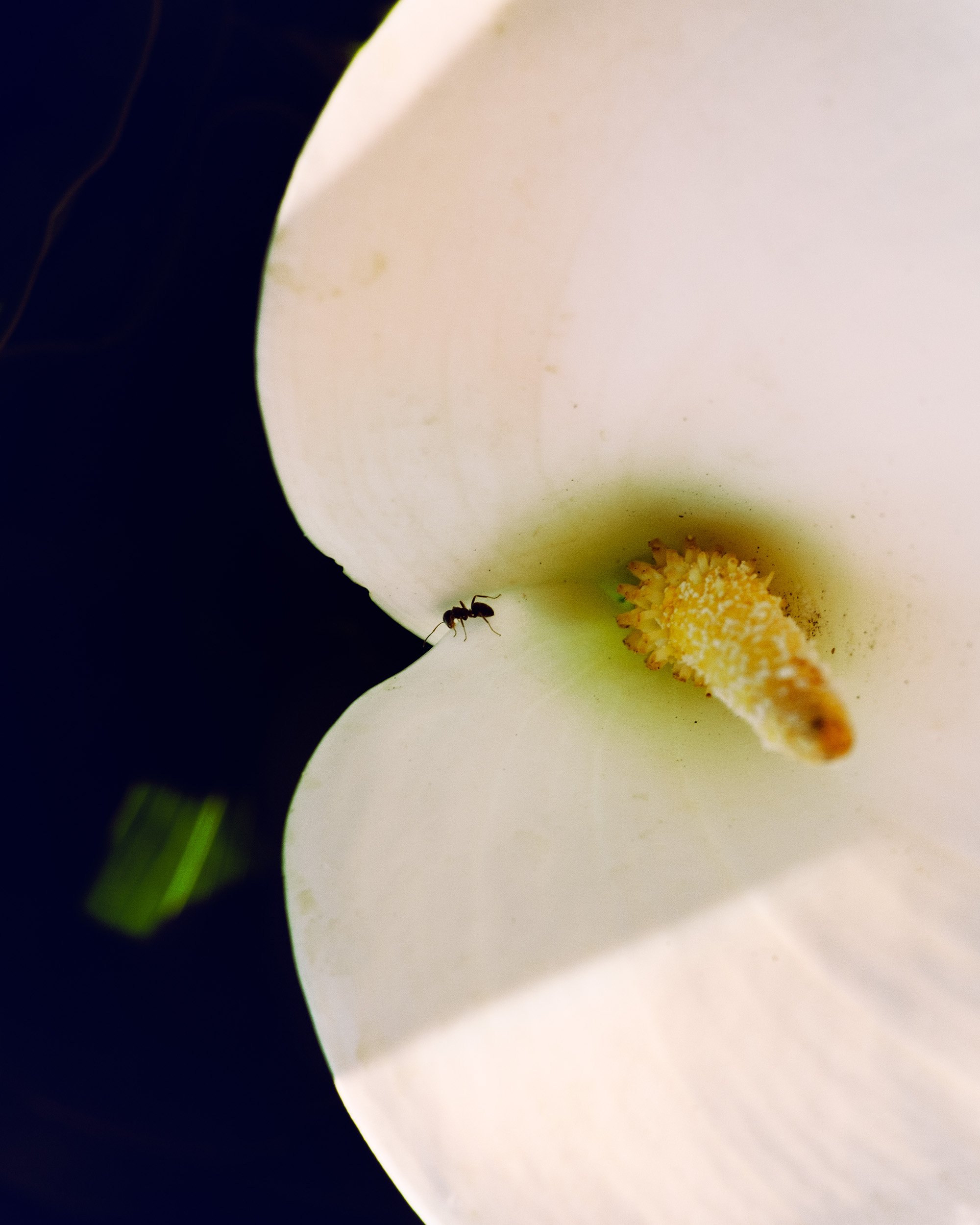 6/8