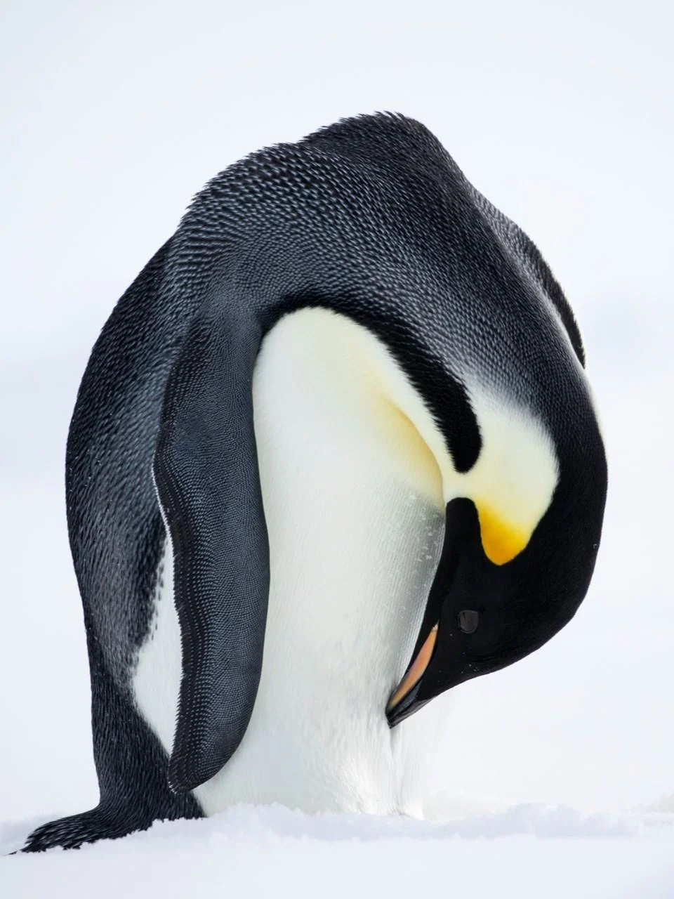 RTL+Antarctica+2023-10316.jpg