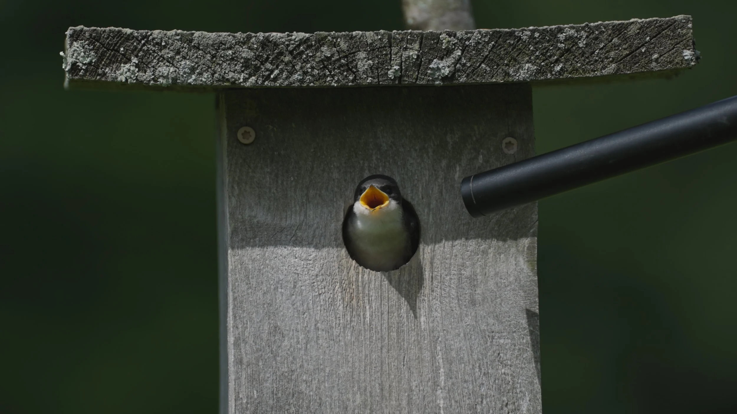 Swallows Stringout Highlights_02_32_42_20.jpg