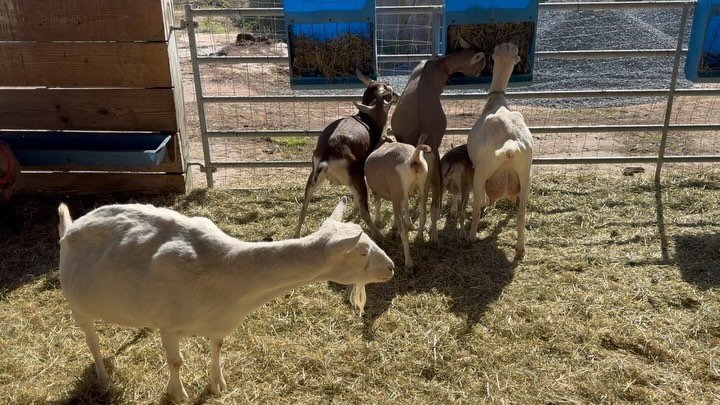 Breeding season is in full swing at Bluffing Goat Farm with everyone coming into heat over the last few days. Lucky for the ladies their lovers are just across the sidewalk and ready to go at the drop of a hat.

#goats #dairyfarm #goatdairy #farming 