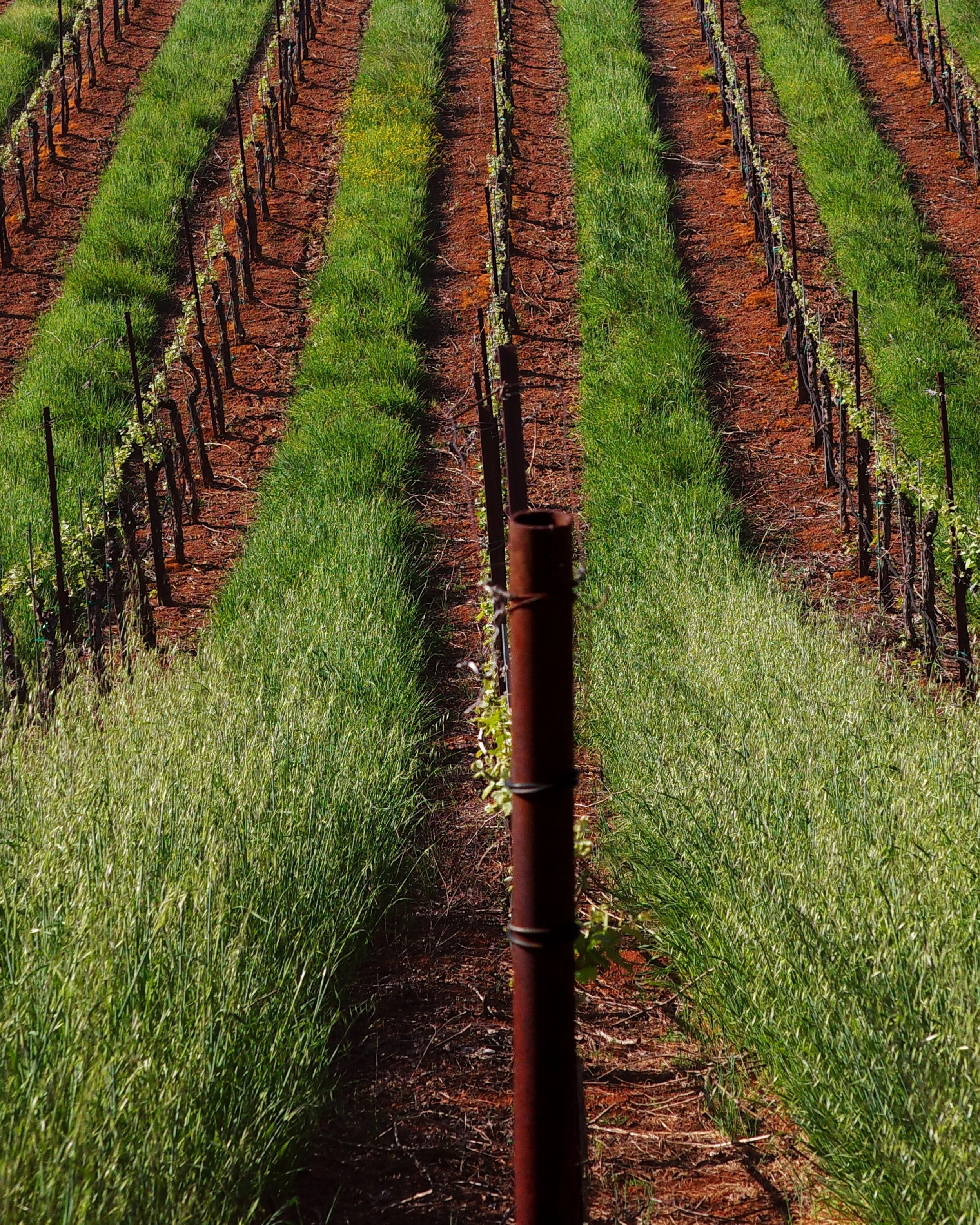 vineyard photo Rowen_w.jpg