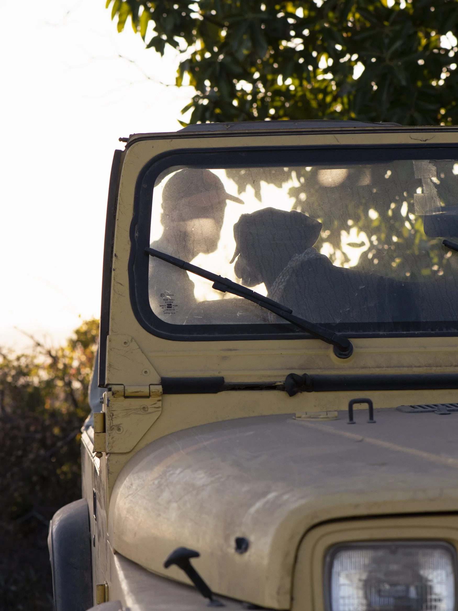 YB Wine Co Mount Veeder Napa Valley man and dog sitting in vintage jeep in vineyard