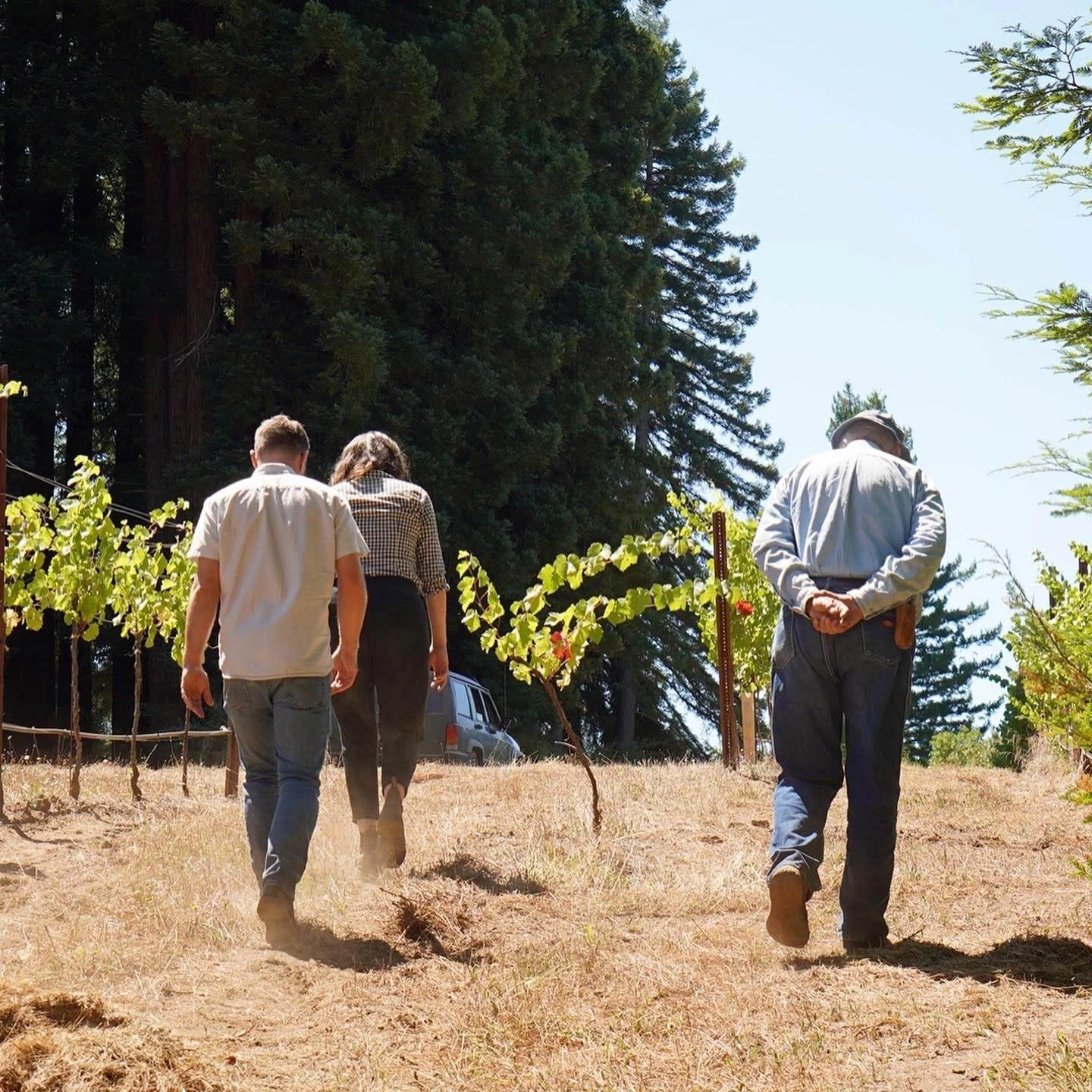 Three people walking through a vineyard, with a man standing with his back to the camera on the right and two other people walking ahead on the left. The scene is outdoors with trees and a clear sky.