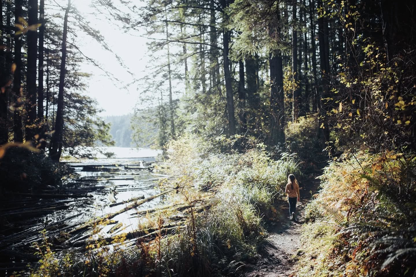 🌲⛰️🌲