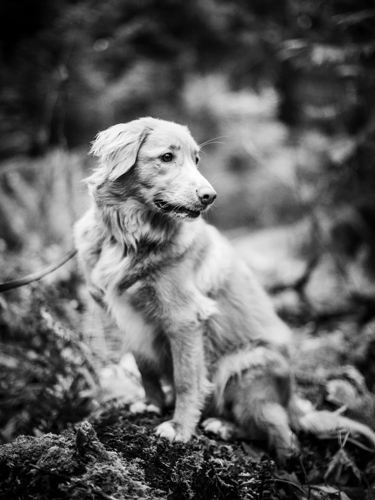 Portraits aren't just limited to people...

#dogportraits #blackandwhitephotography