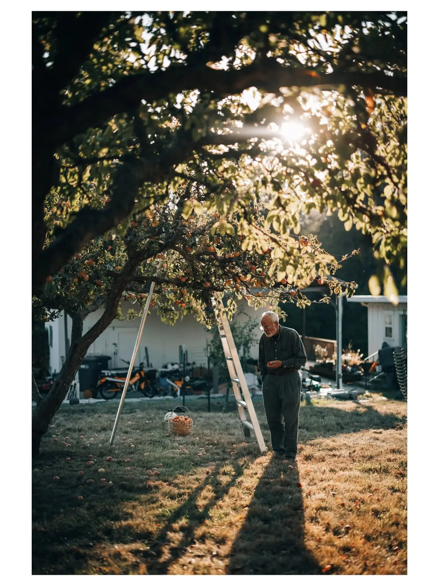 ☀️🌳