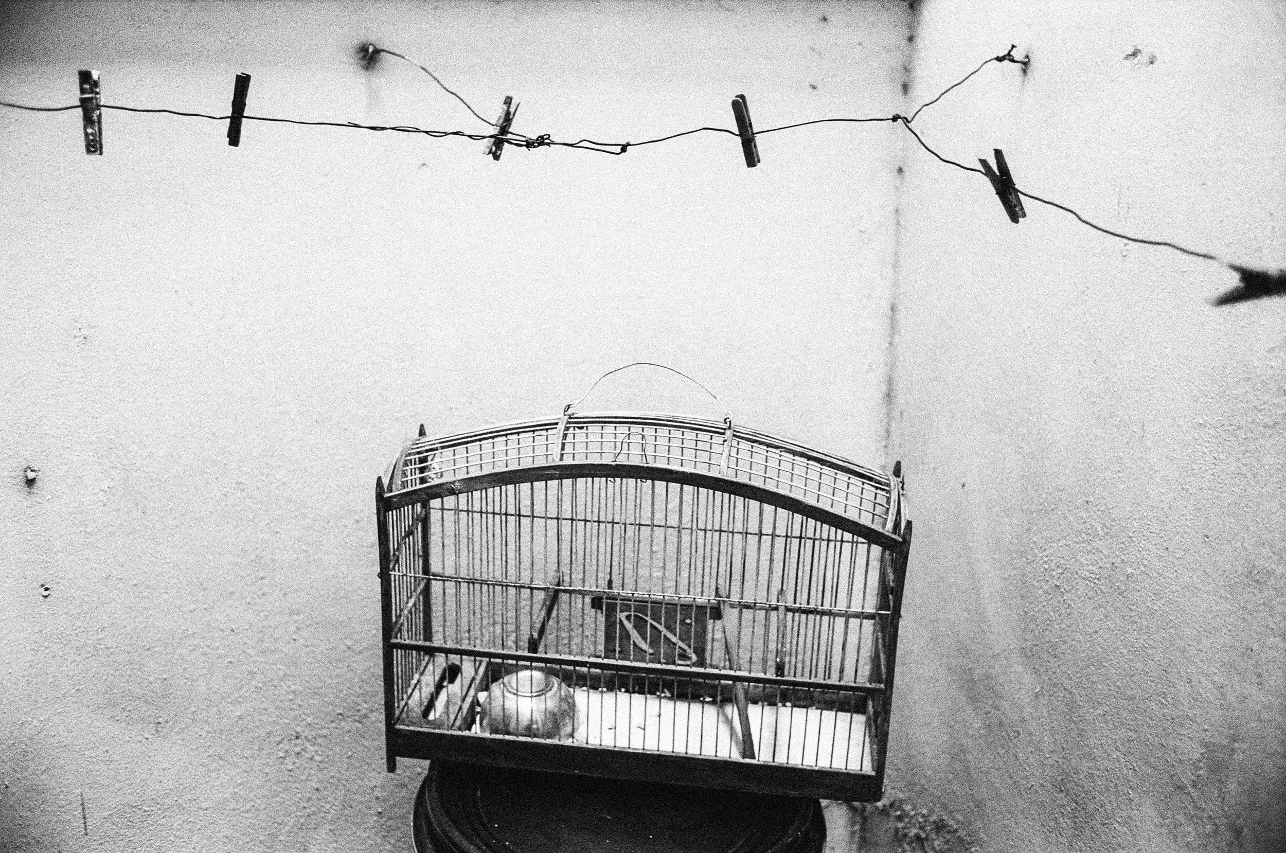 Birdcage, Vedado.jpg