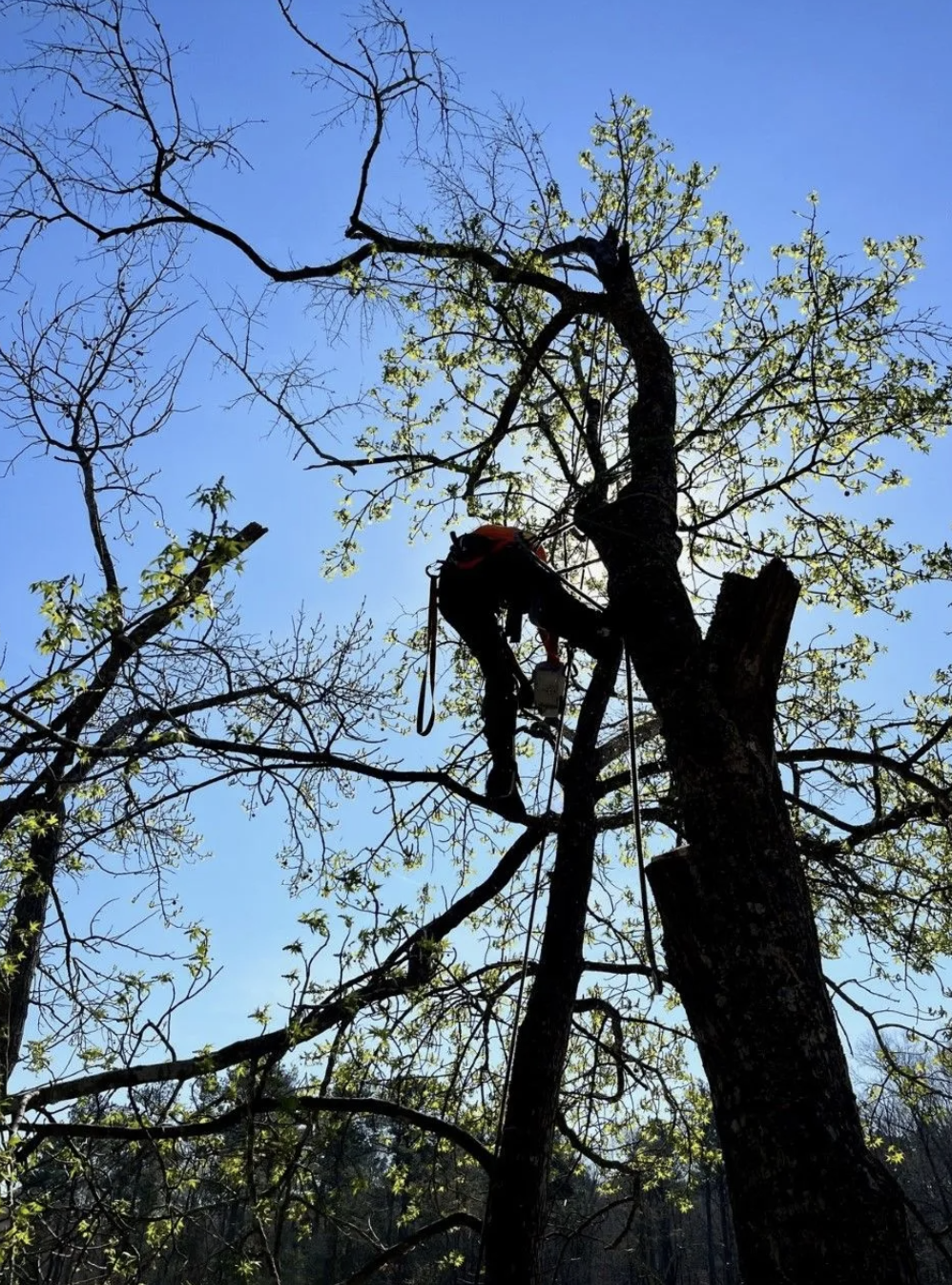 man in tree trimming.png