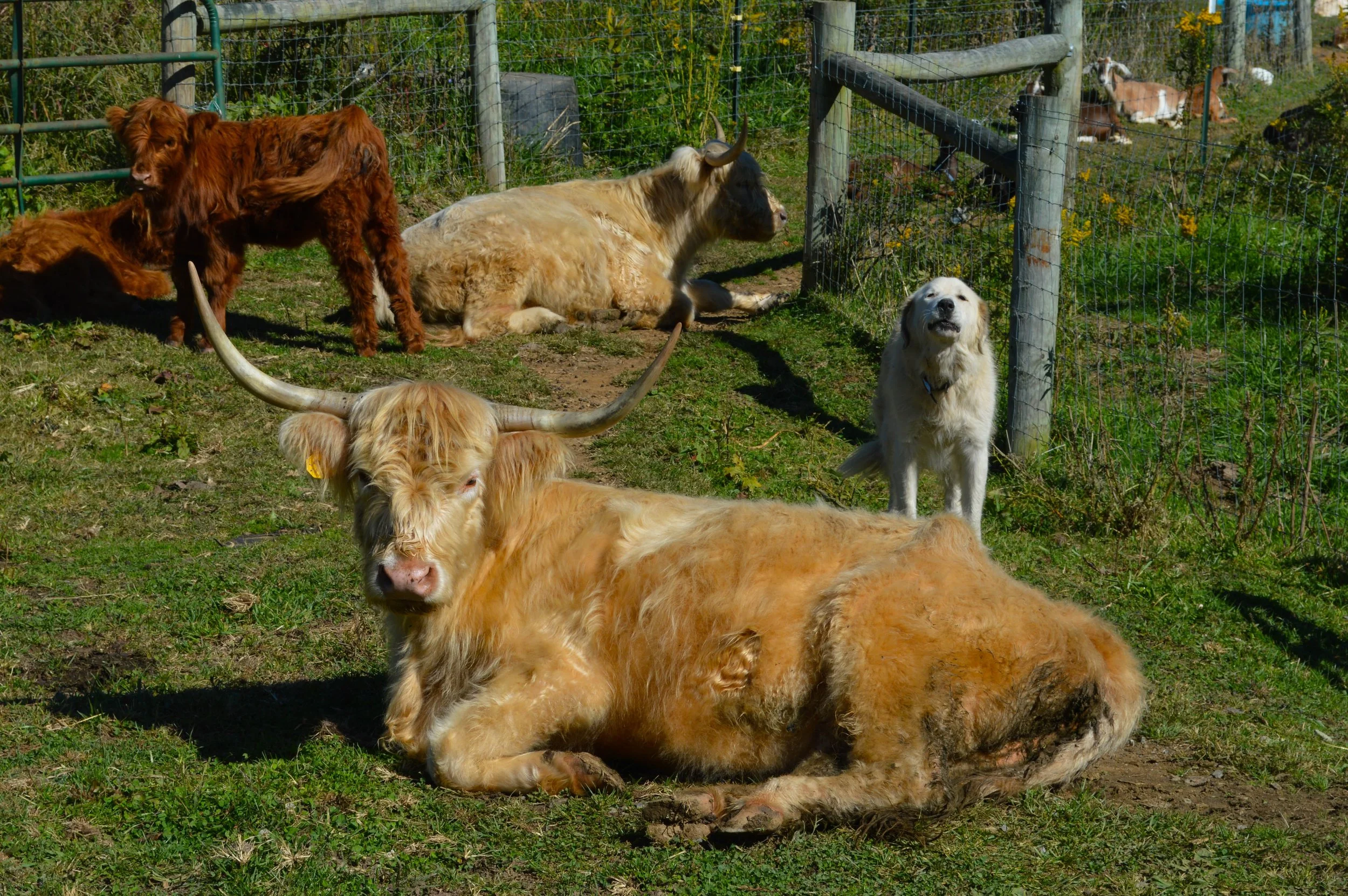 A pale yellowish cow with long white horns lays on the grass. Behind it are other cows and a dog.