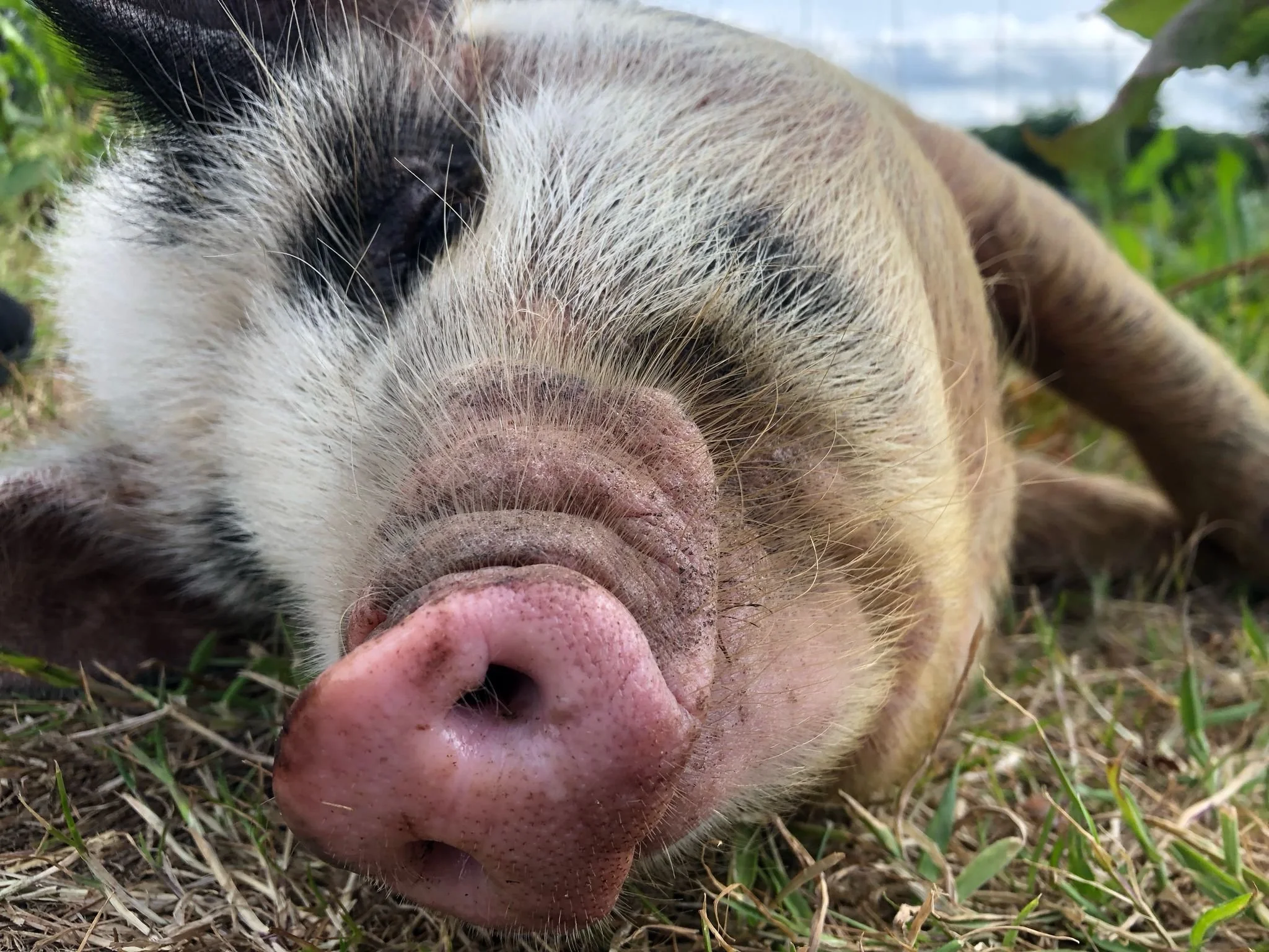 Close-up of a pig lying on grass, facing the camera with its eyes closed and tongue slightly sticking out.