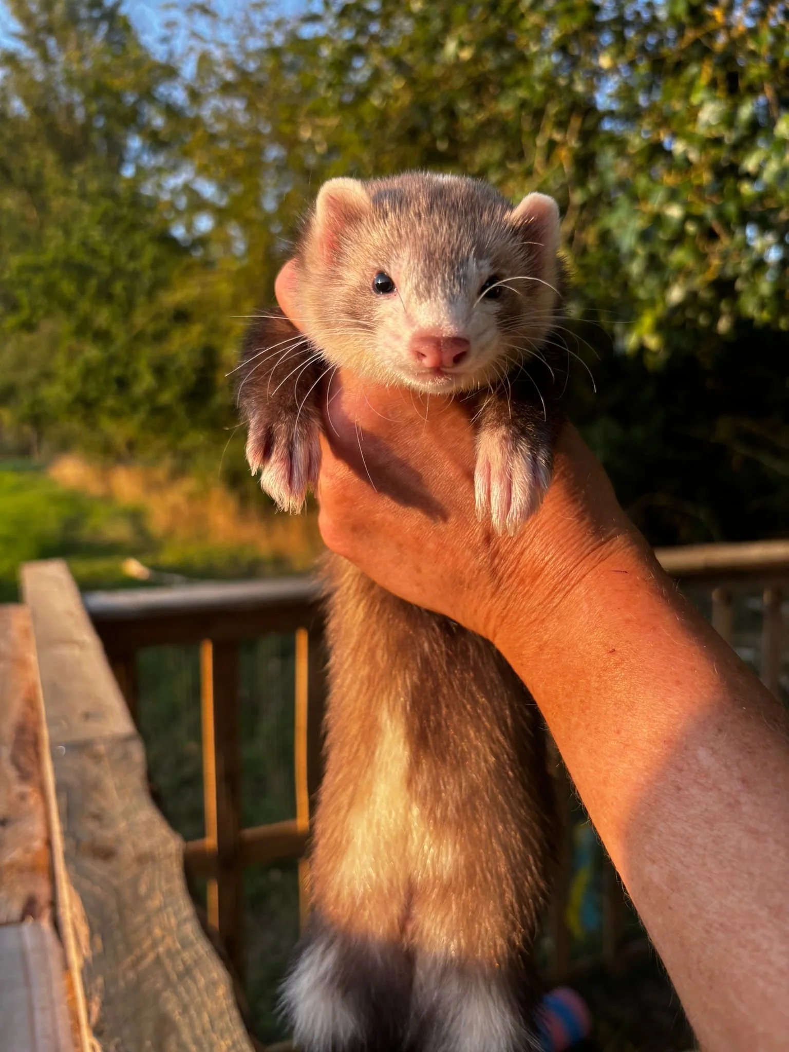 A hand holding a young ferret outdoors, with trees and a fence in the background, during sunset.