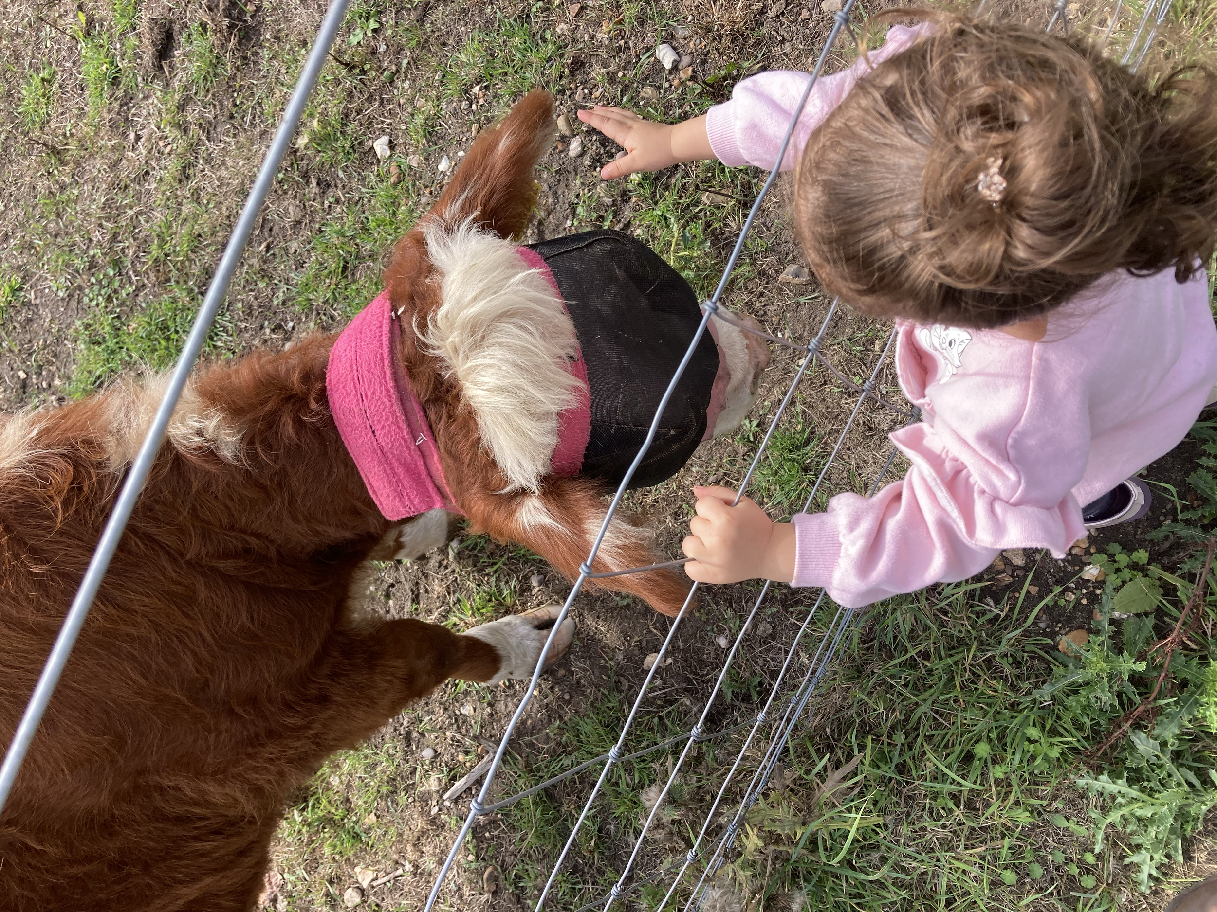 A young girl in a pink sweatshirt petting a calf through a metal fence on a farm.