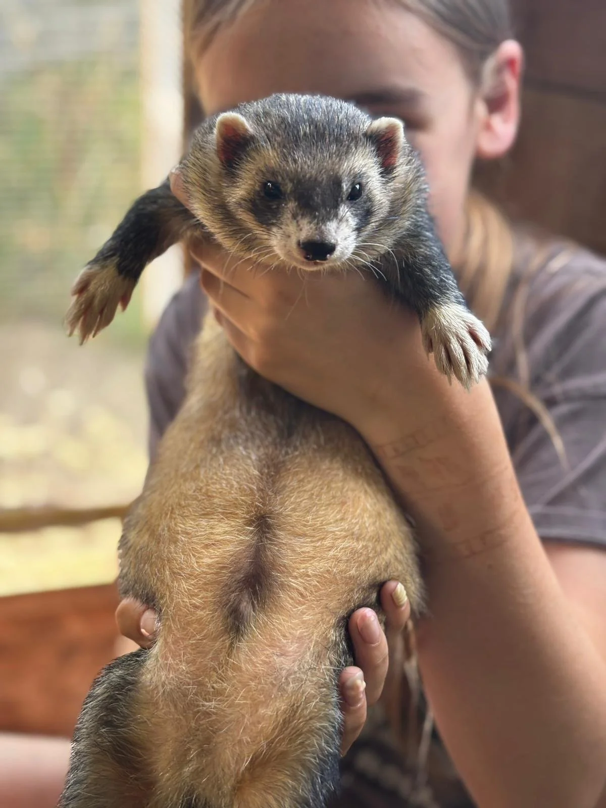 A person holding a young ferret with a blurred background.