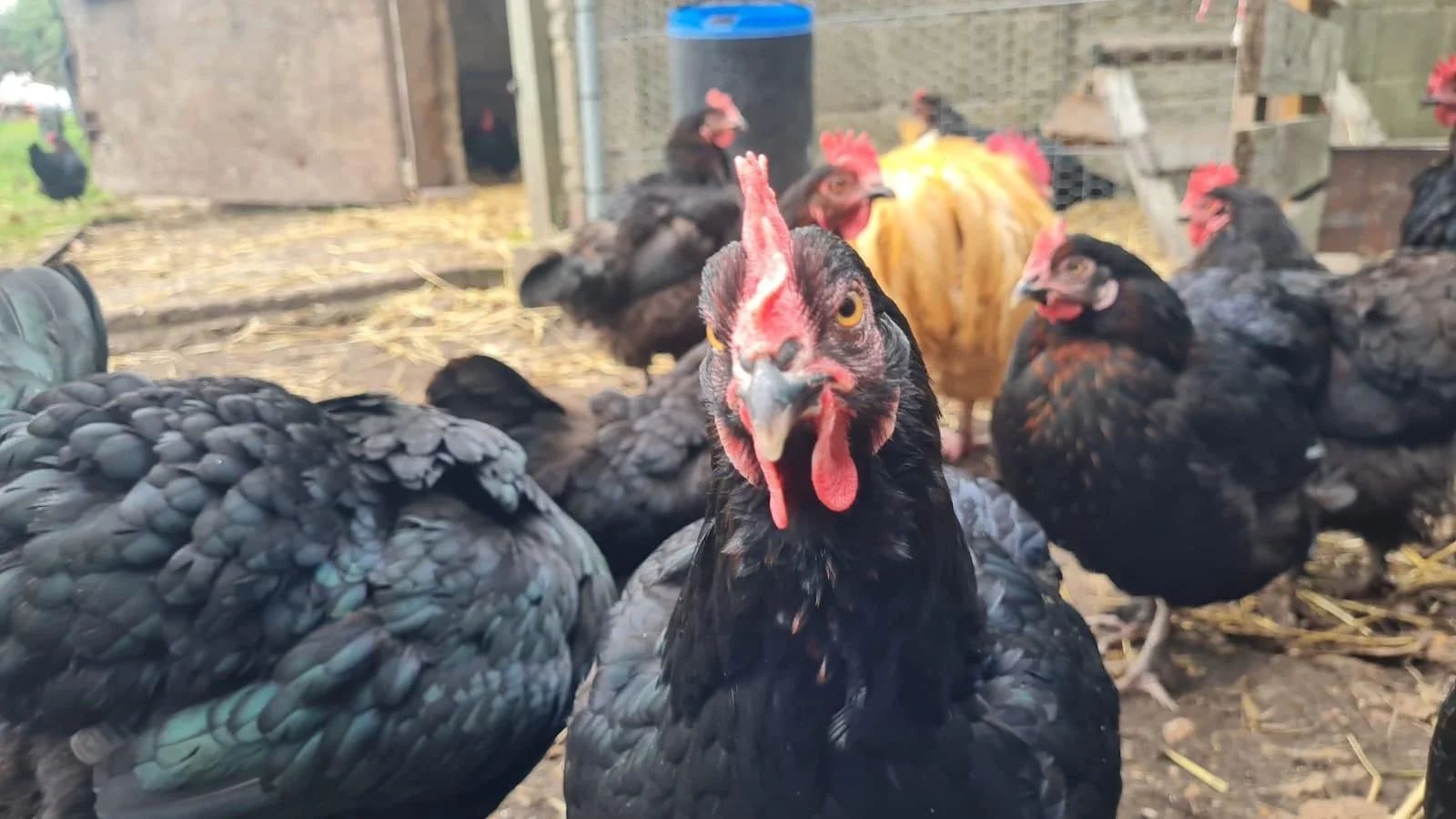 Close-up of a black chicken with red comb and wattles, surrounded by similar chickens and a yellow chicken in the background, in a farmyard setting.