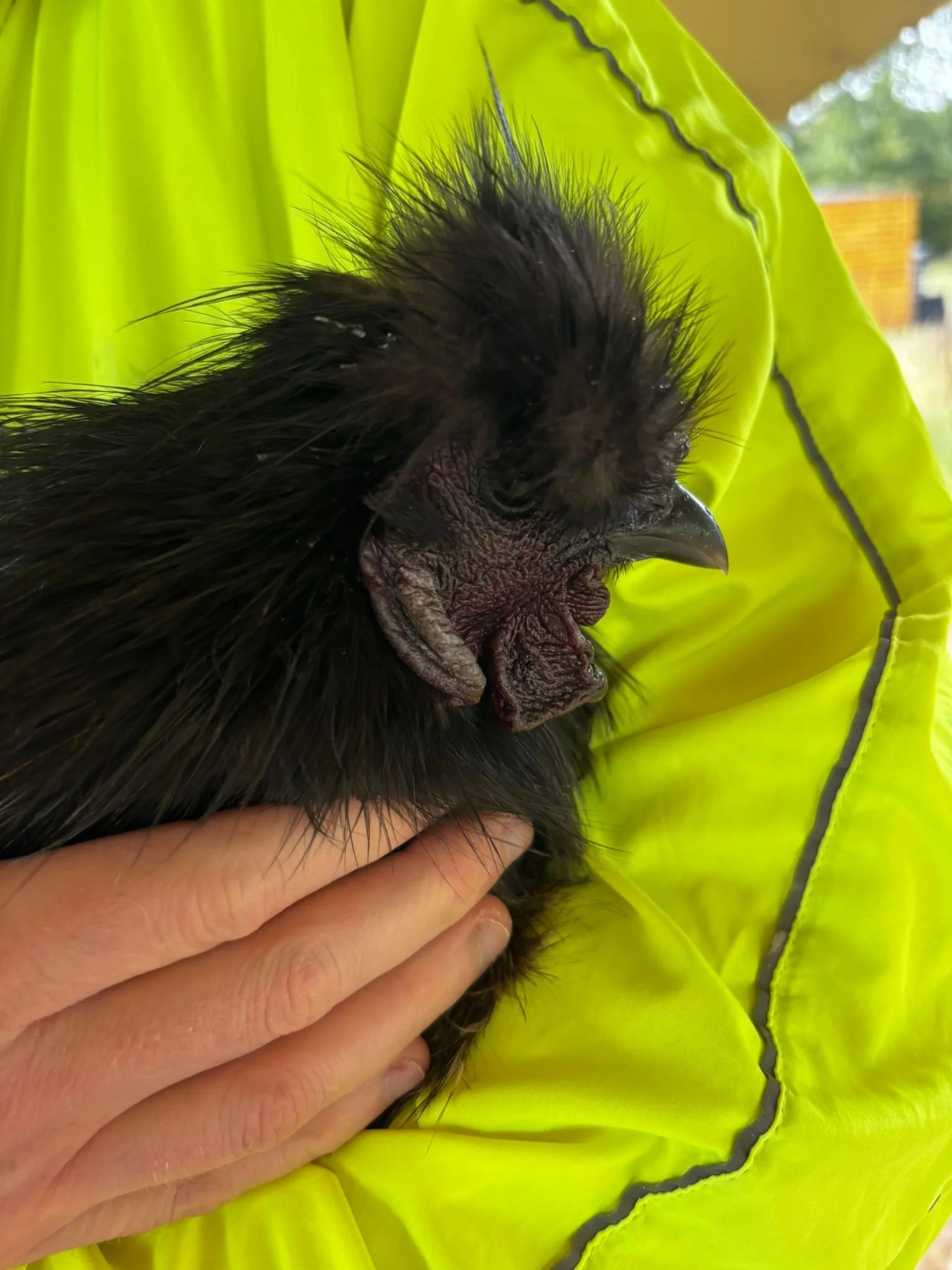 Close-up of a black vulture or similar bird being held by a person wearing a bright yellow jacket.