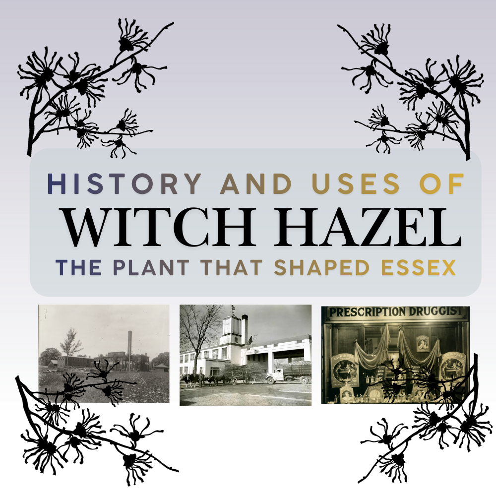 History and Uses of Witch Hazel: The Plant that Shaped Essex