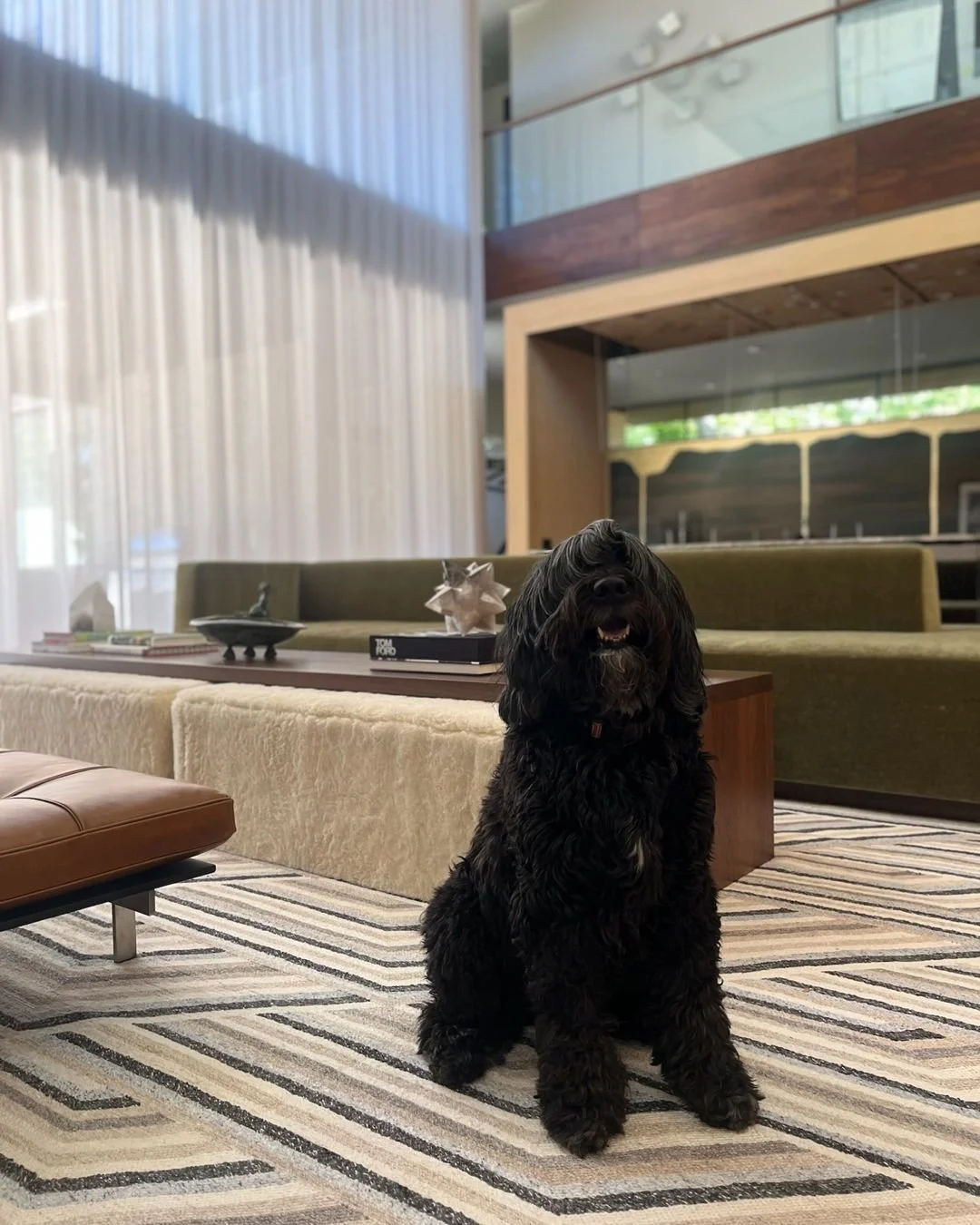 ELVIS
the real star of the show - always posing, always nailing it like the king he is.

project : serenity now