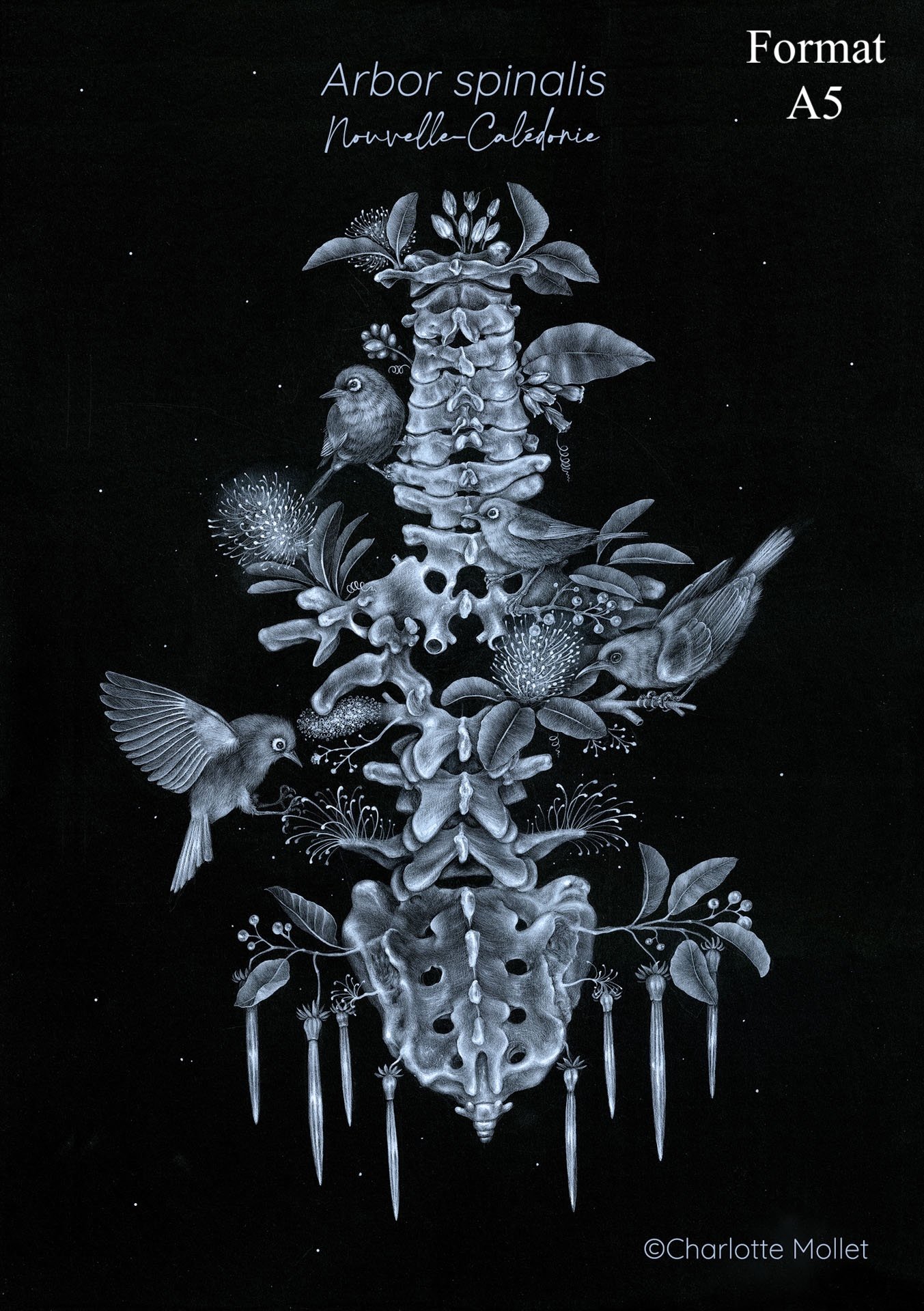 A5-Arbor spinalis.jpg