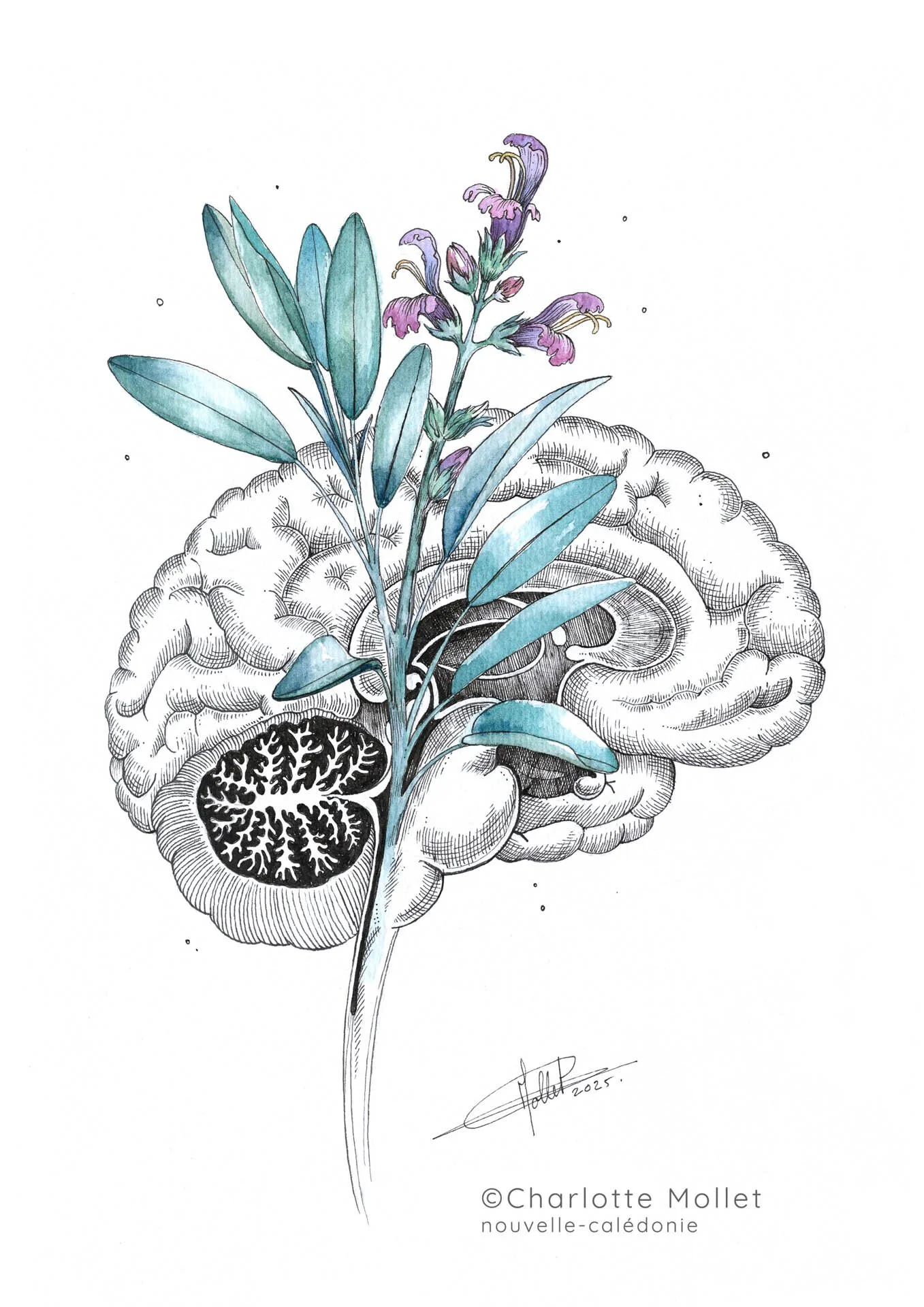 Cerveau saug-FINAL.jpg