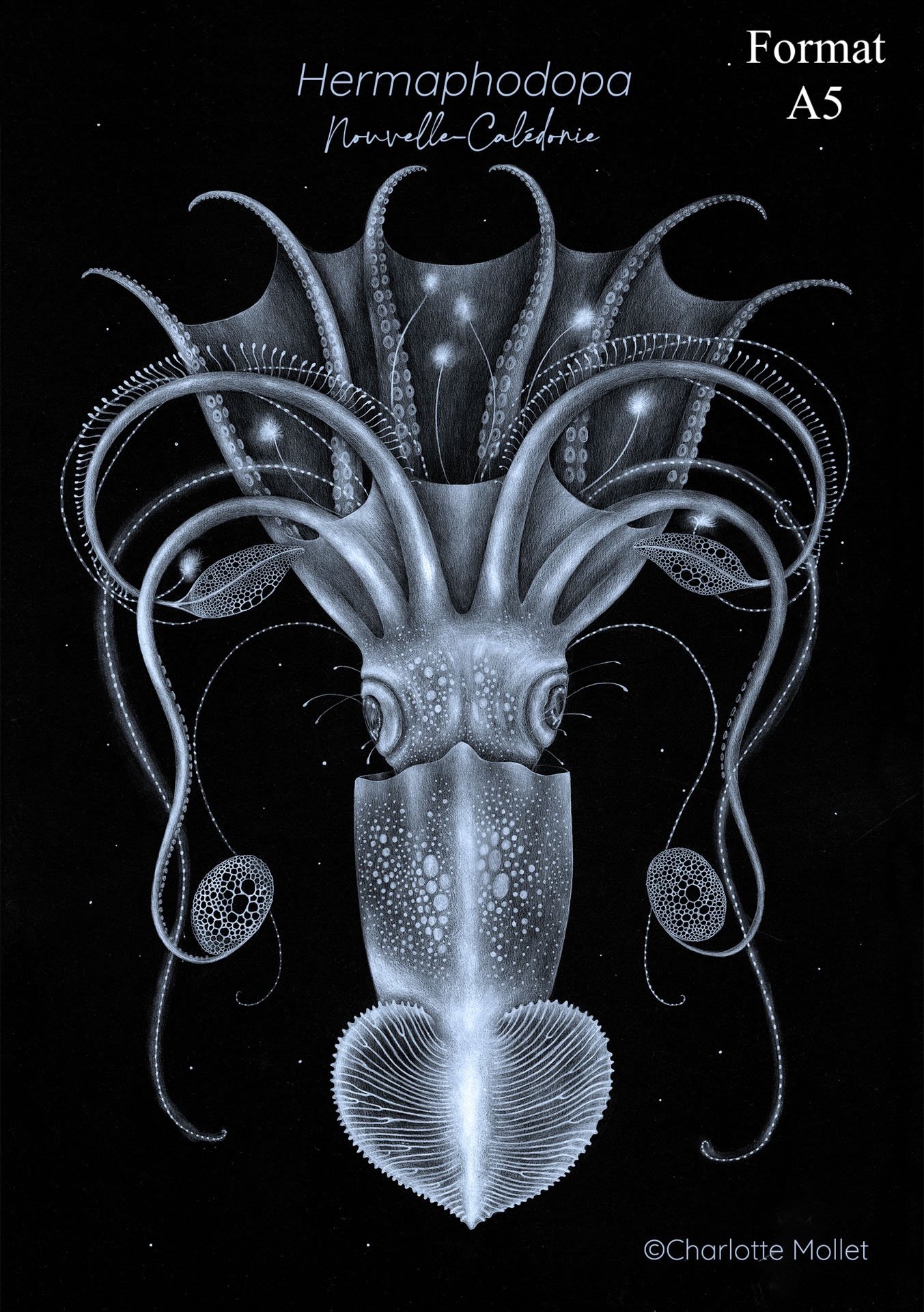 A5-hermaphopoda.jpg