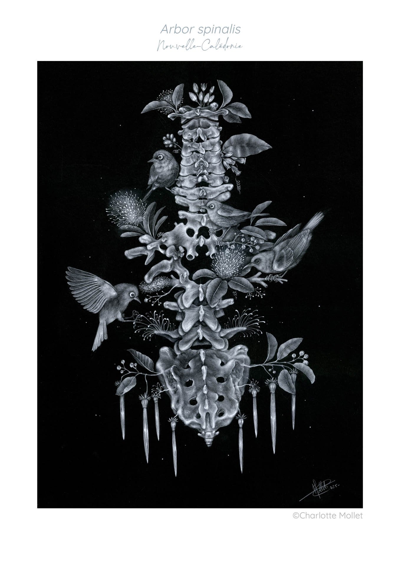 " Arbor spinalis"