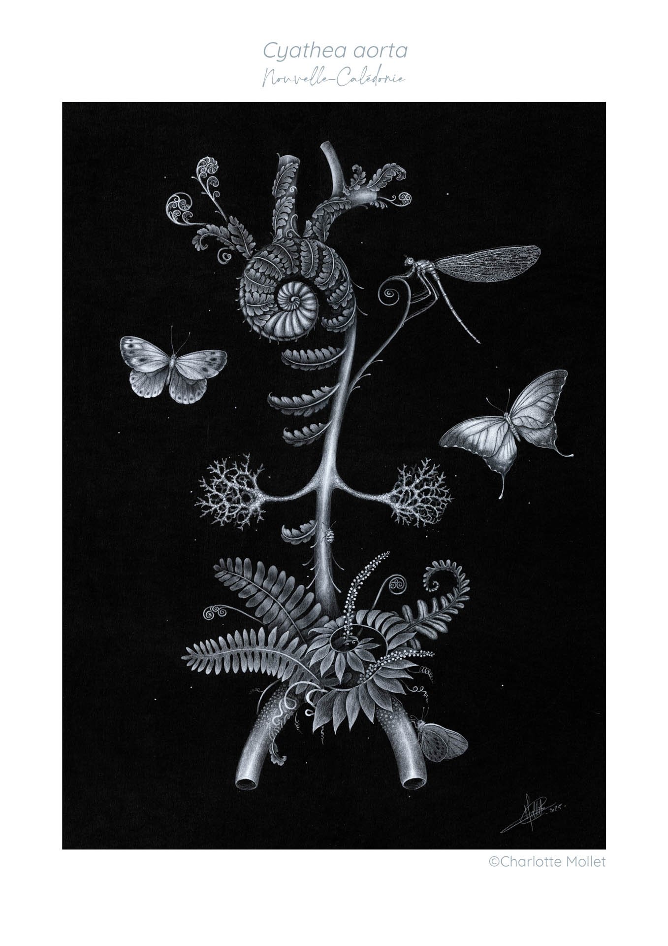 " Cyathea Aorta"