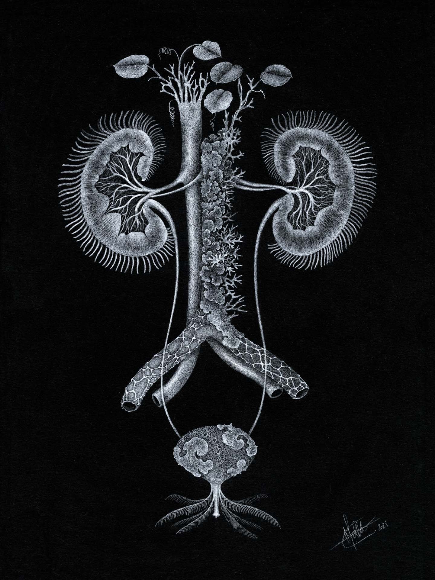 Tirage d' Art " Nephrophyllum "