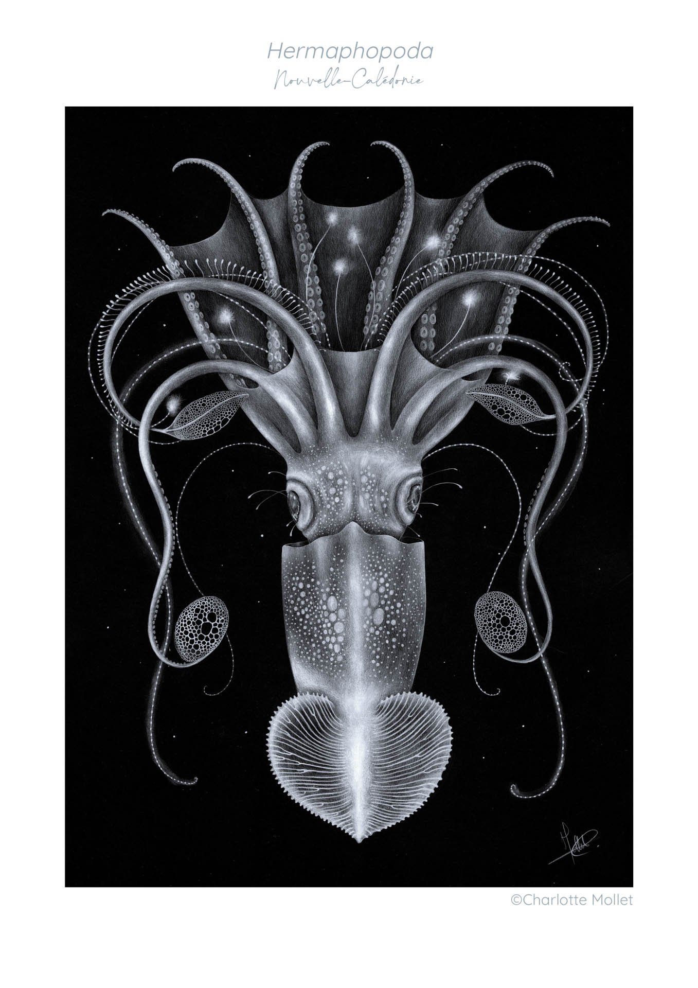 " Hermaphopoda "