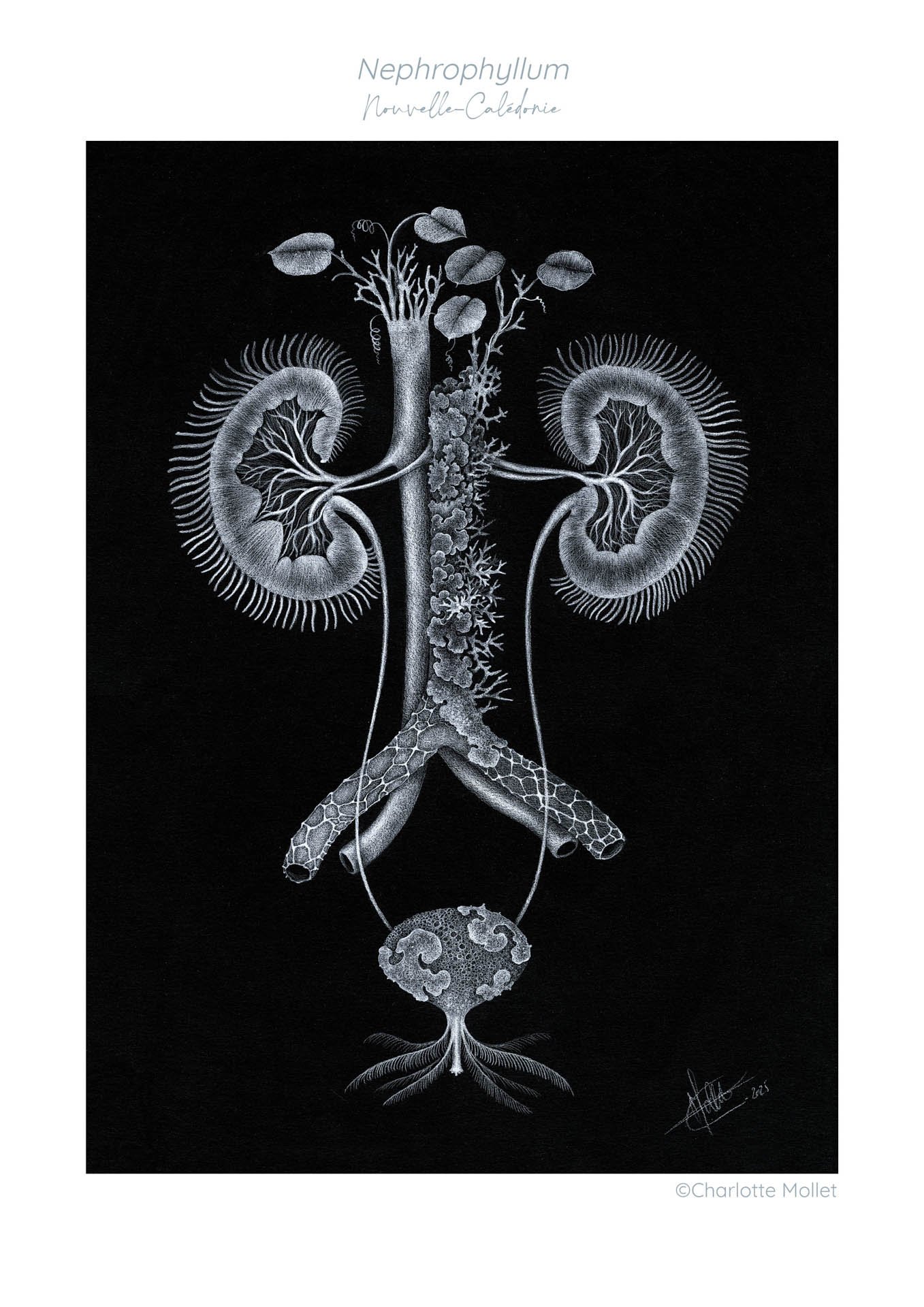 " Nephrophyllum"