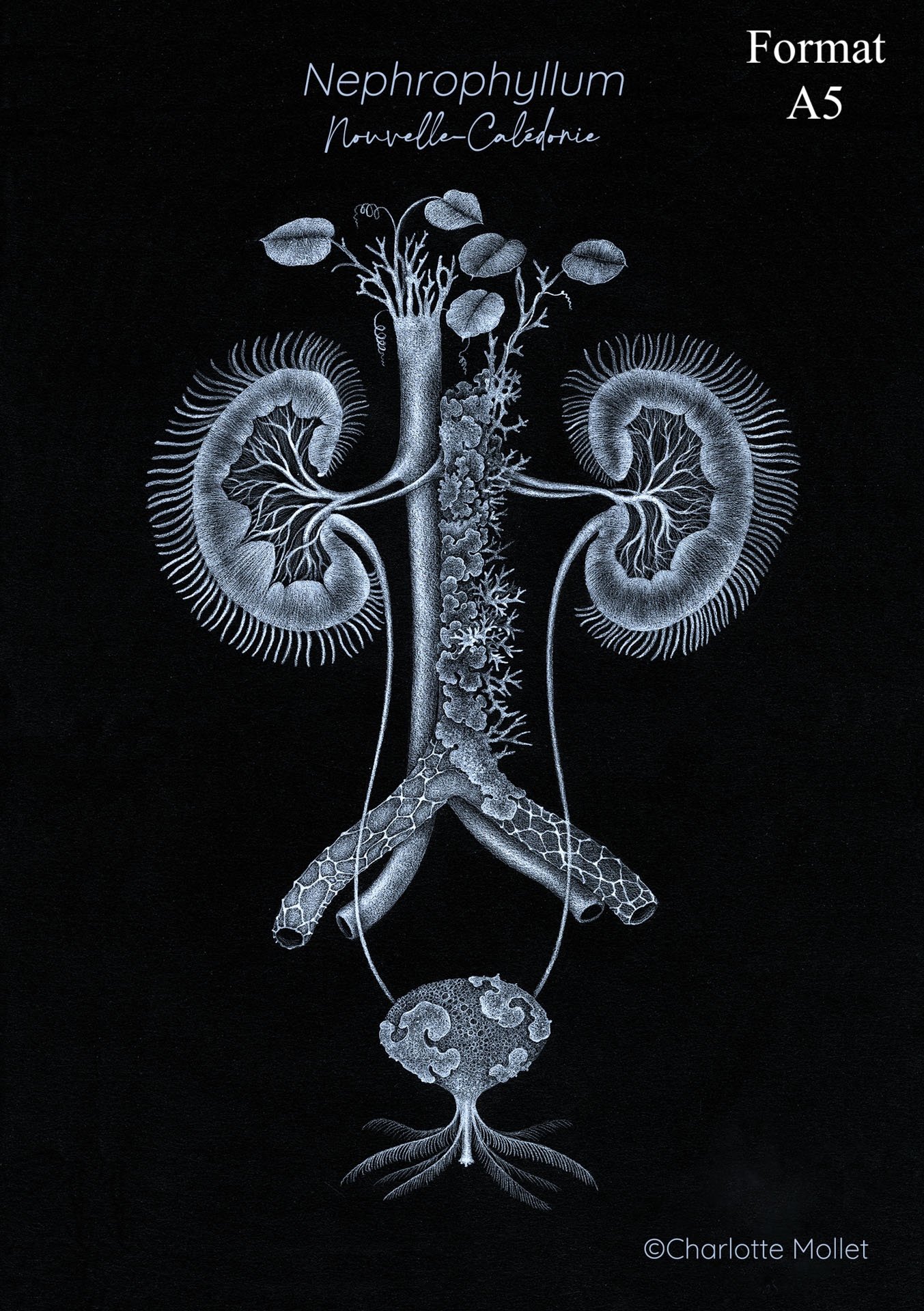 A5-Nephrophyllum.jpg