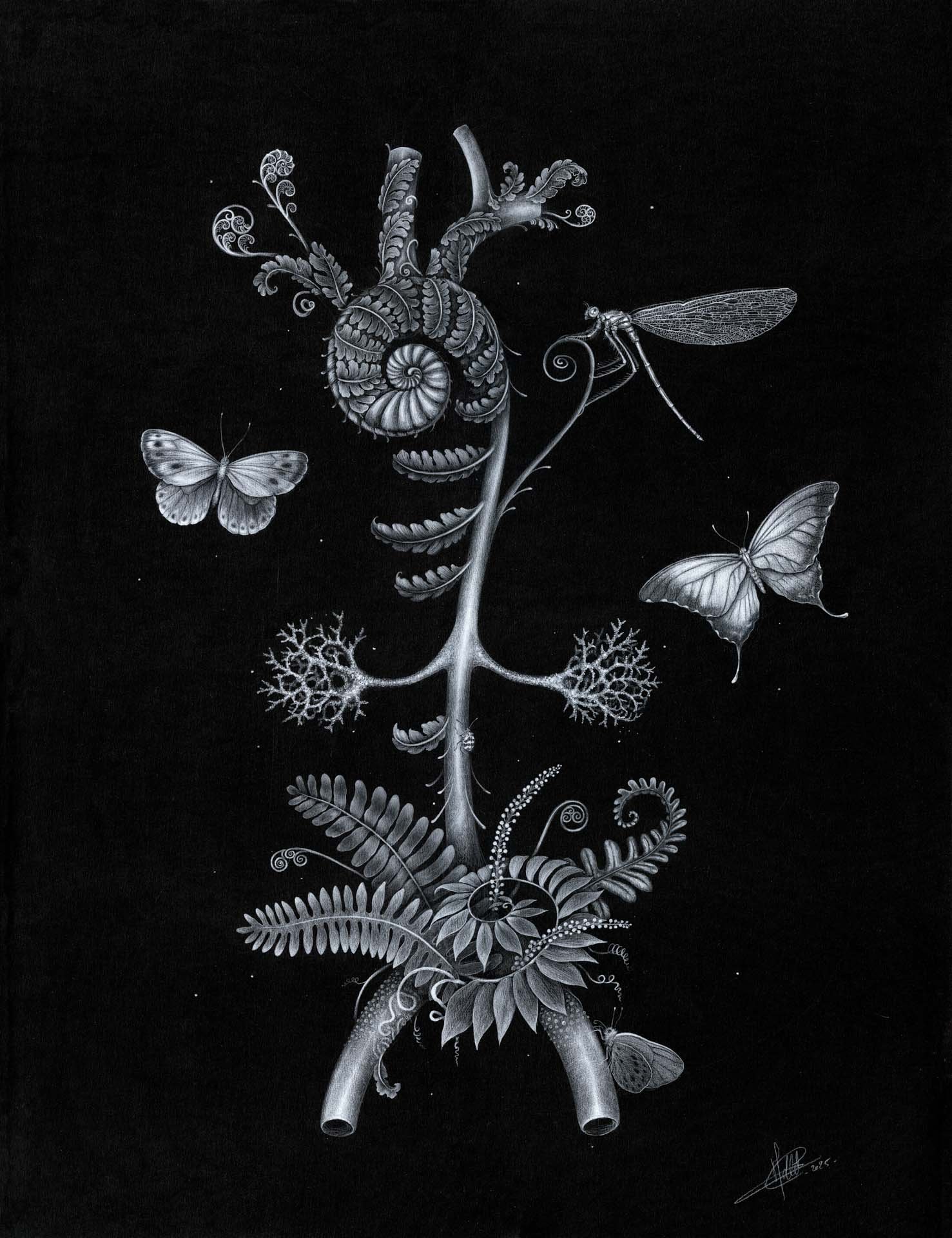 Tirage d' Art " Cyathea Aorta "