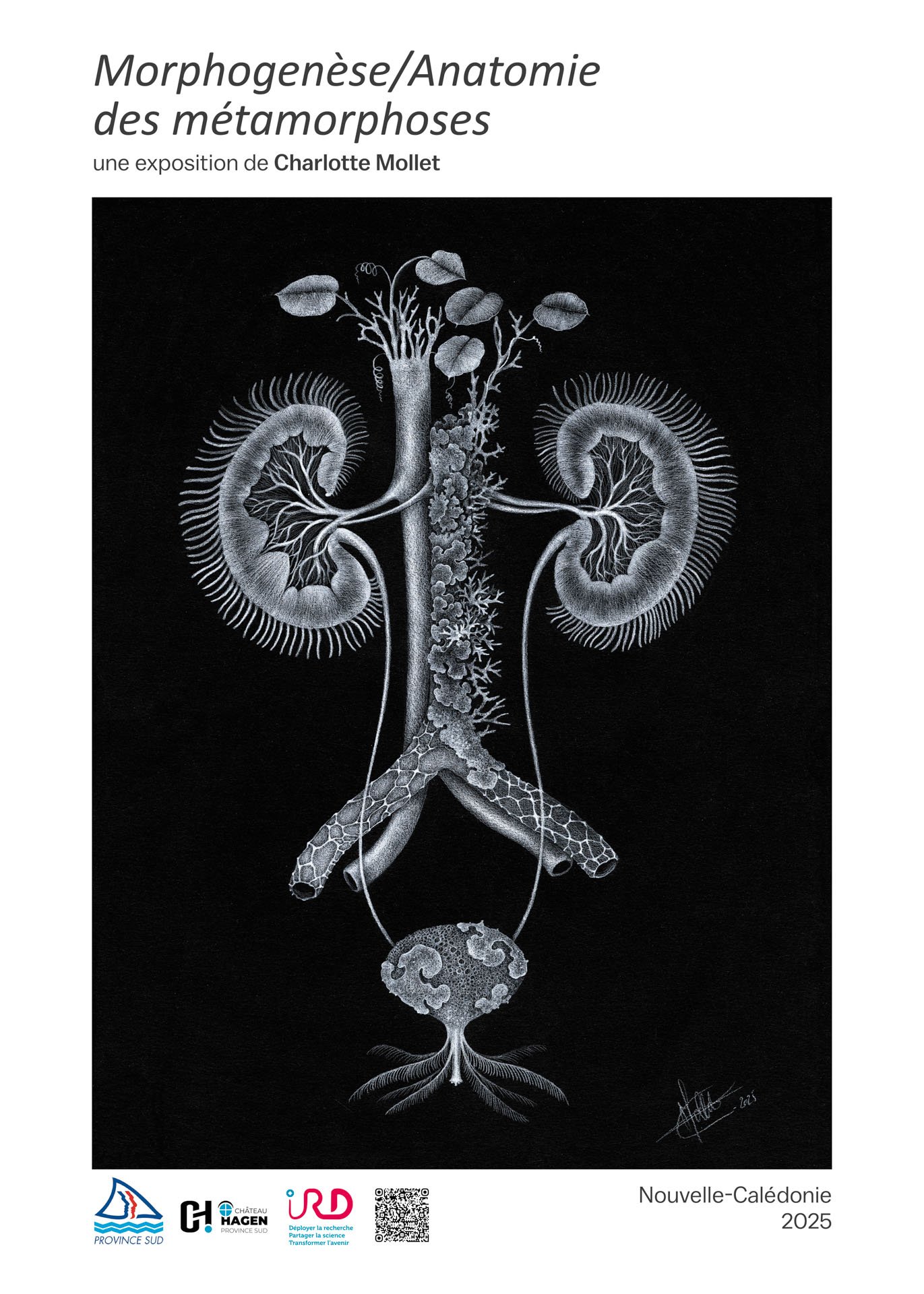 Affiche Morphogenèse "Nephrophyllum"