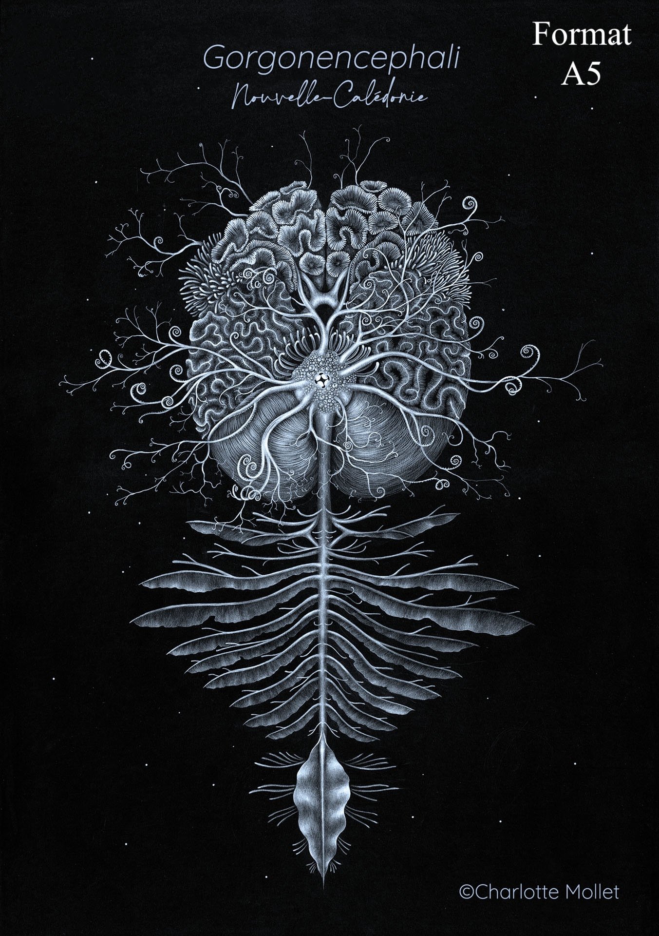 A5-Gorgonencephali.jpg