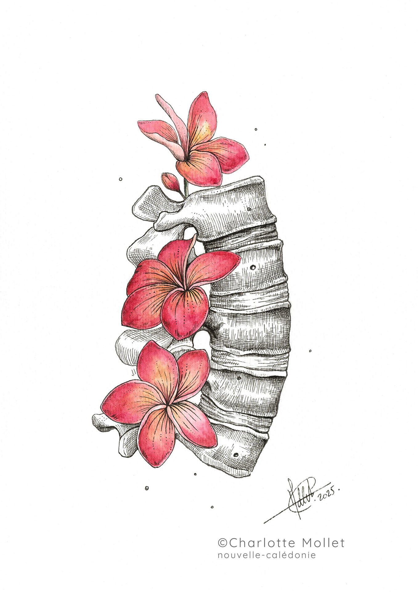 Vertebre frangipanier-FINAL.jpg