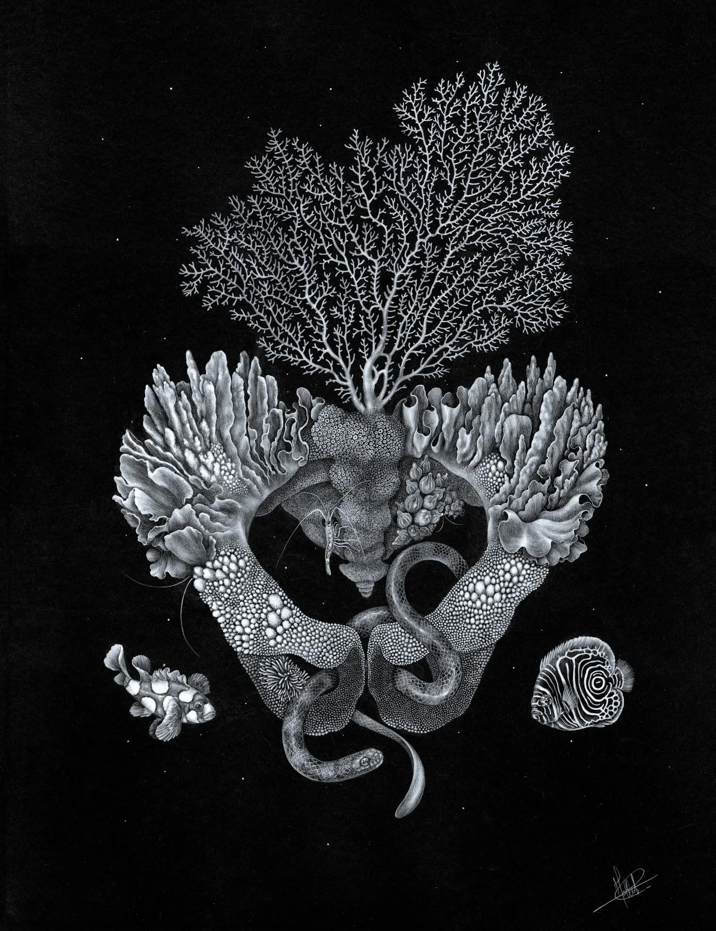 Bassin corallien 2.jpg