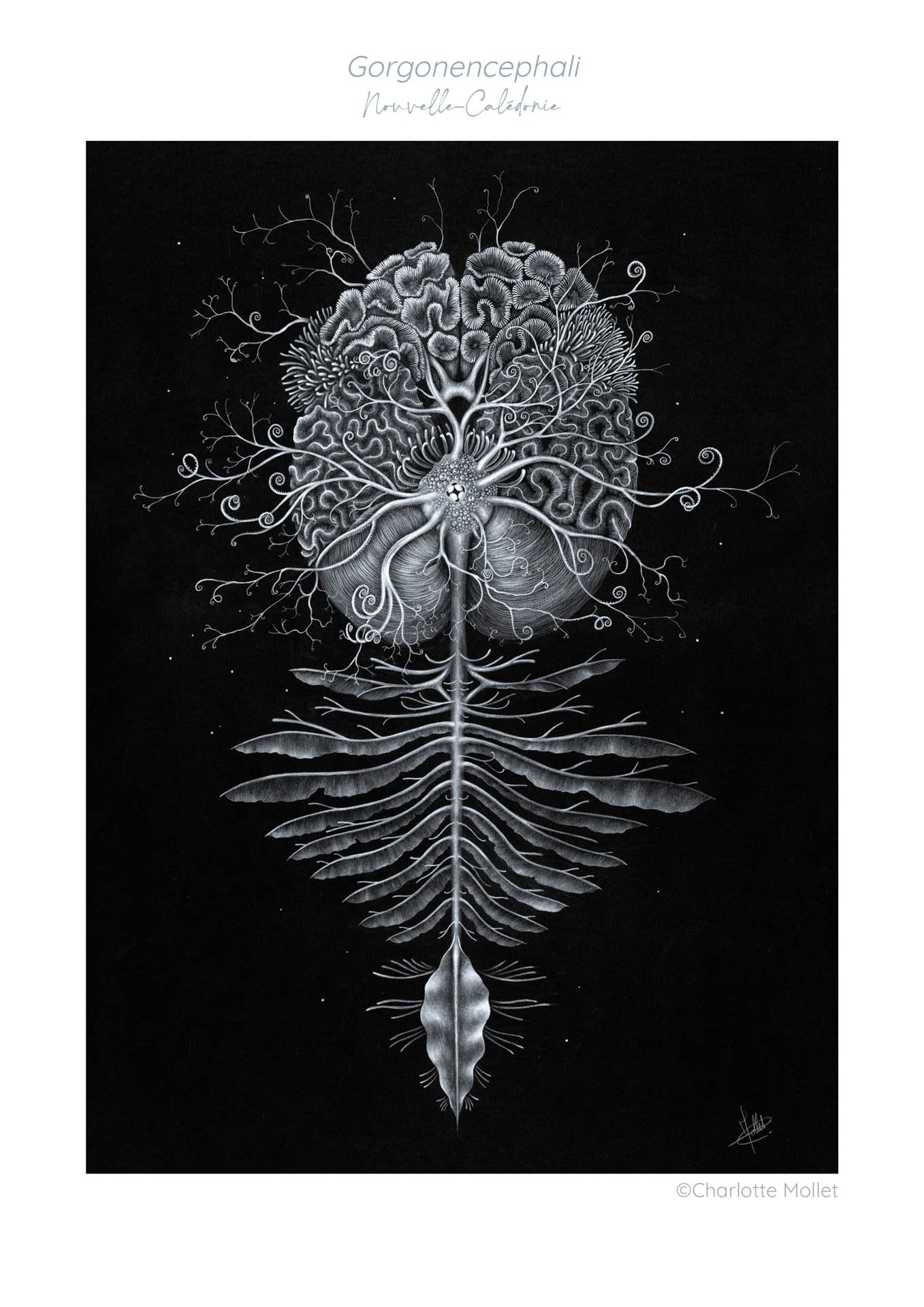 " Gorgonencephali "