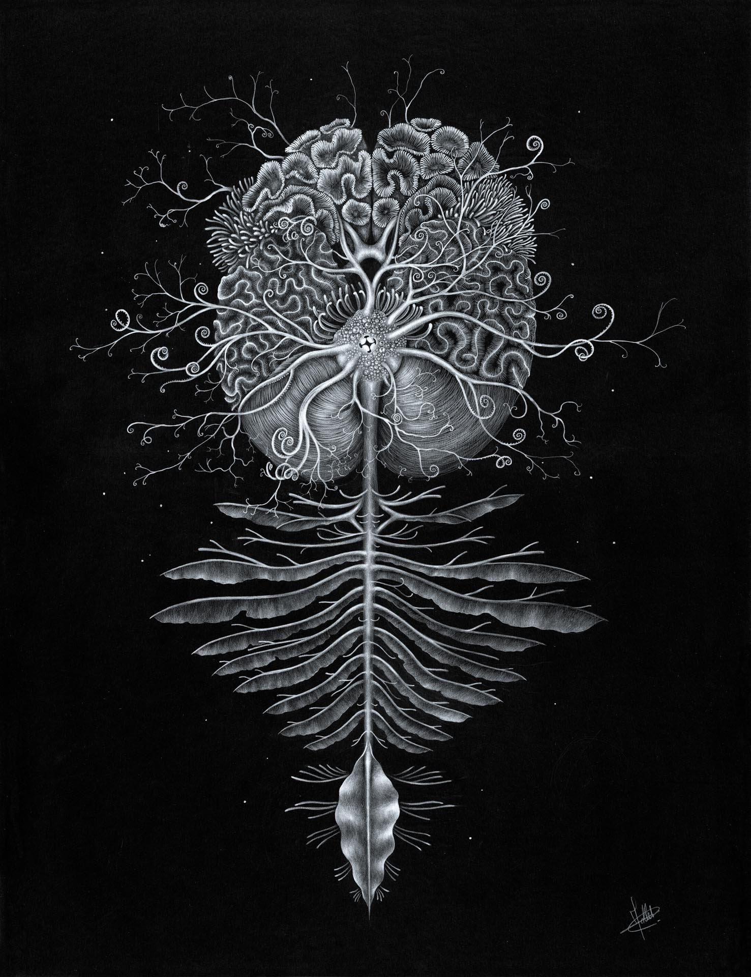 Tirage d' Art " Gorgonencephali "