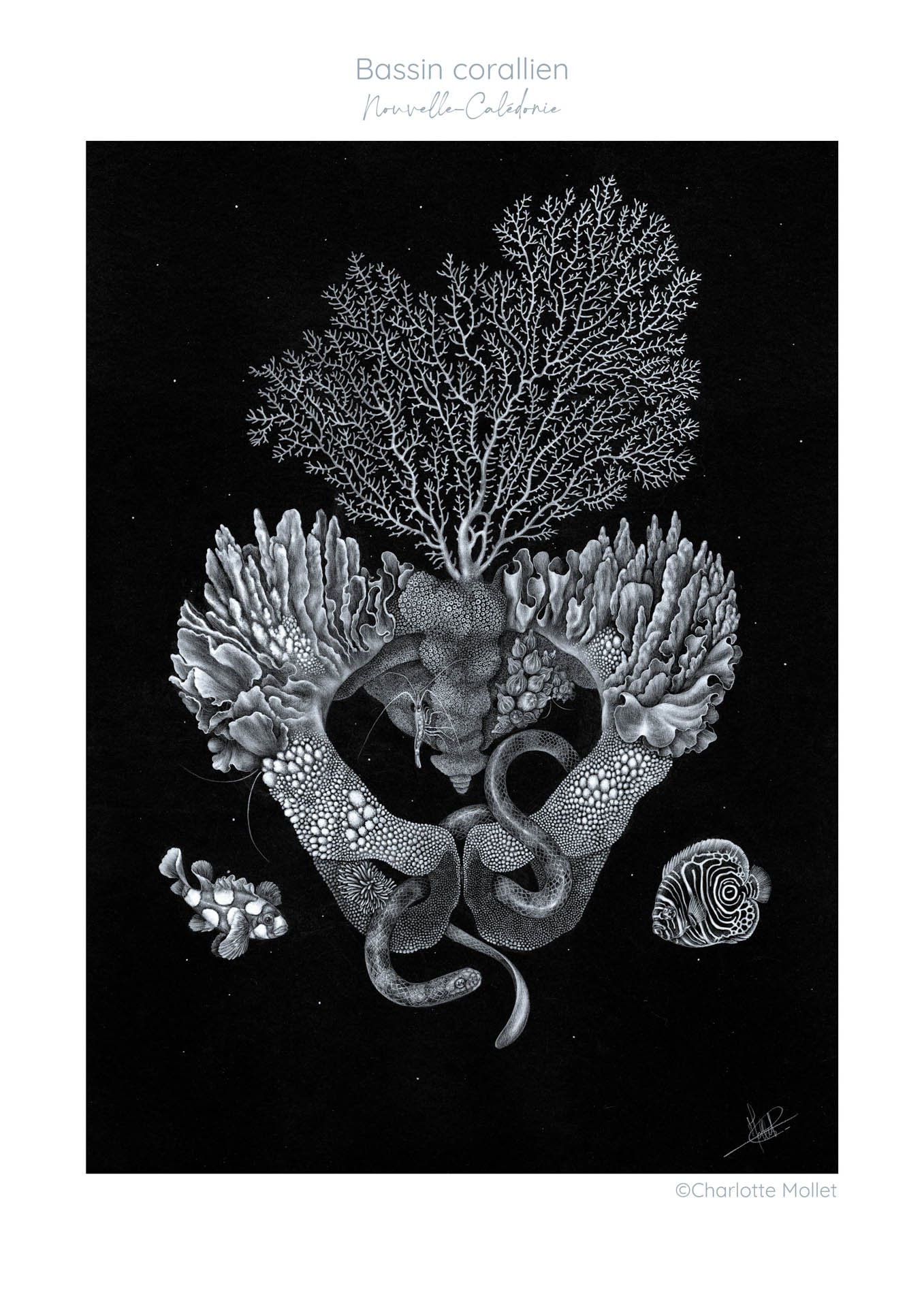 " Bassin corallien "