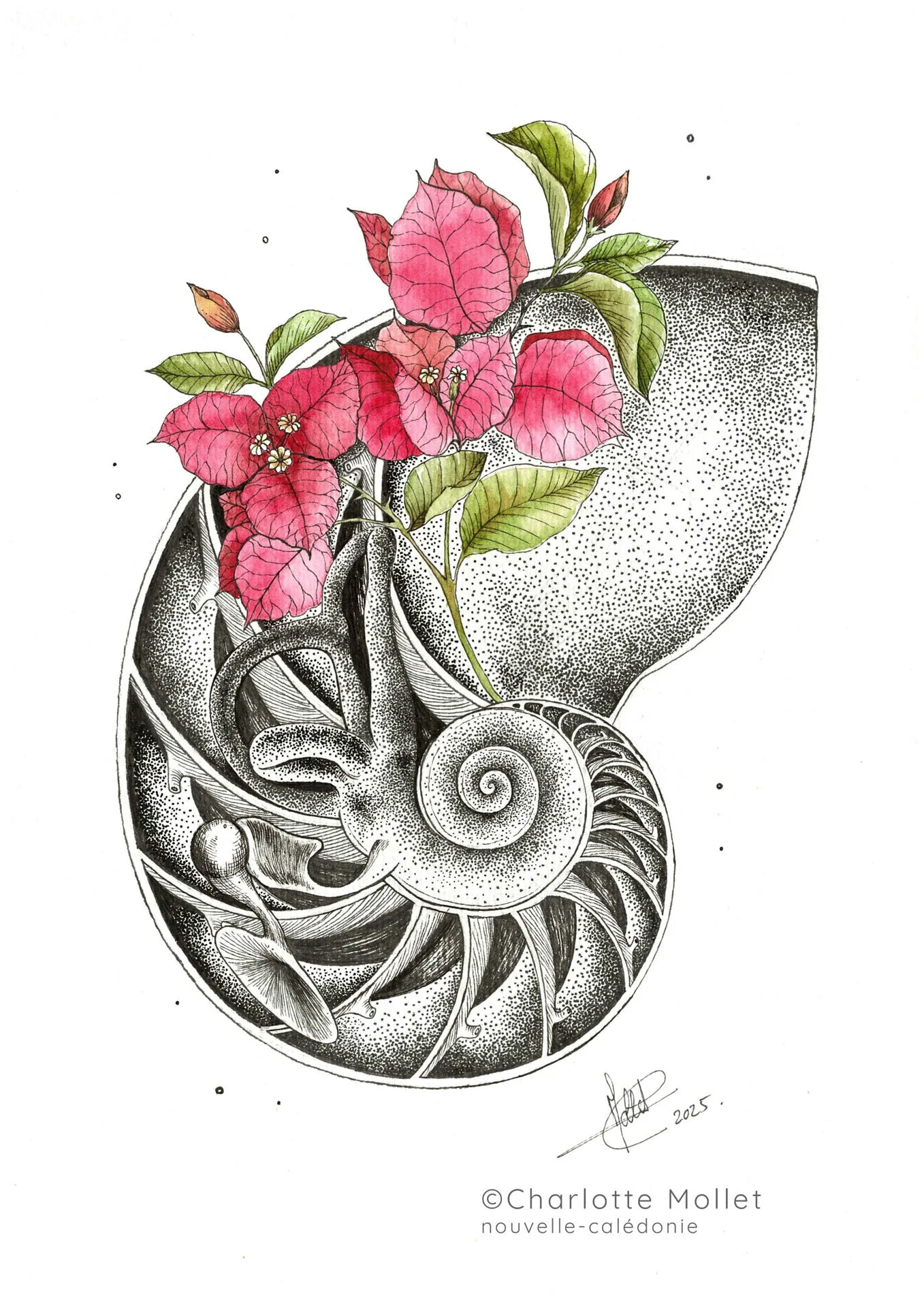 Oreille Nautile-FINAL.jpg