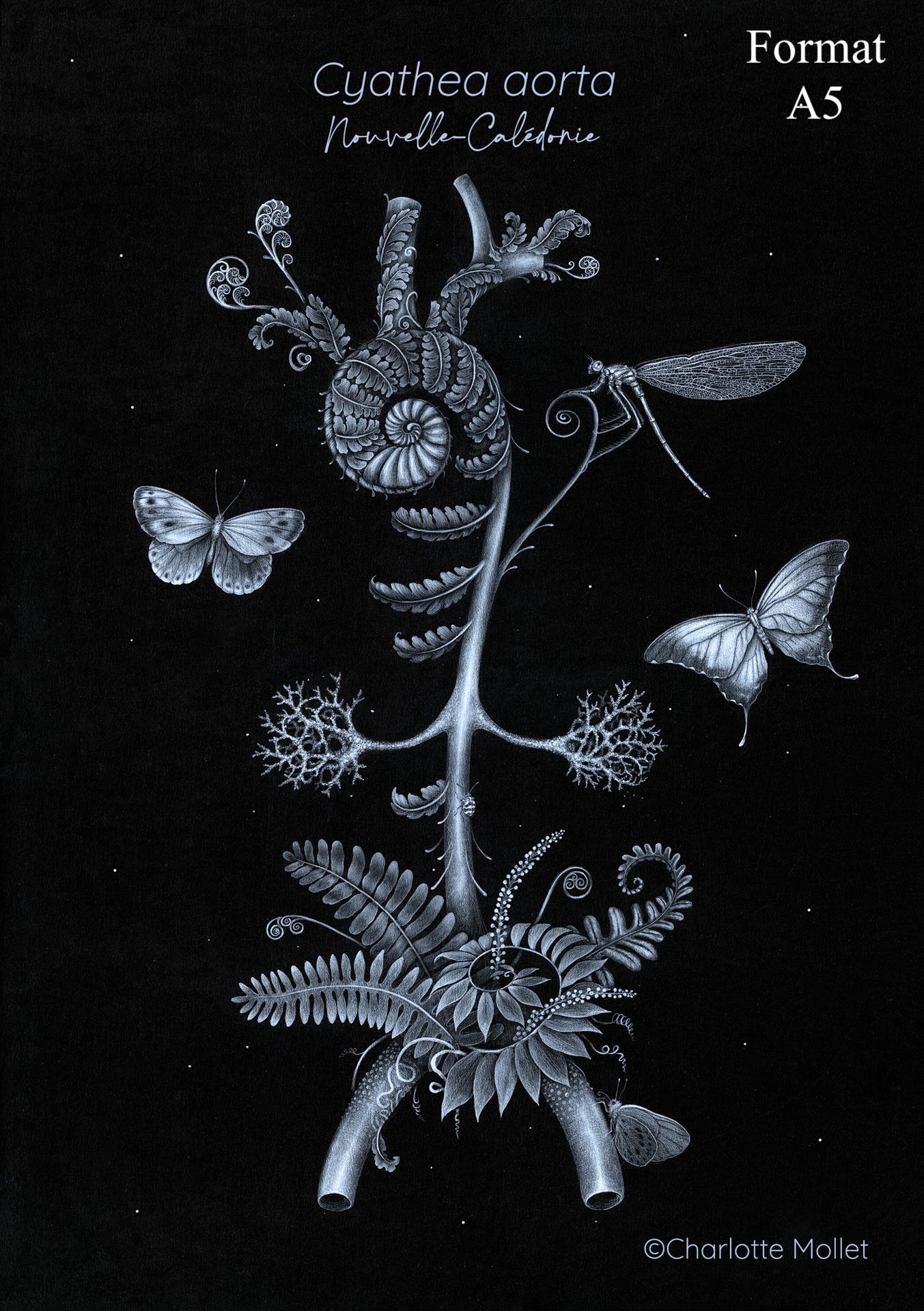 A5-Cyathea aorta.jpg