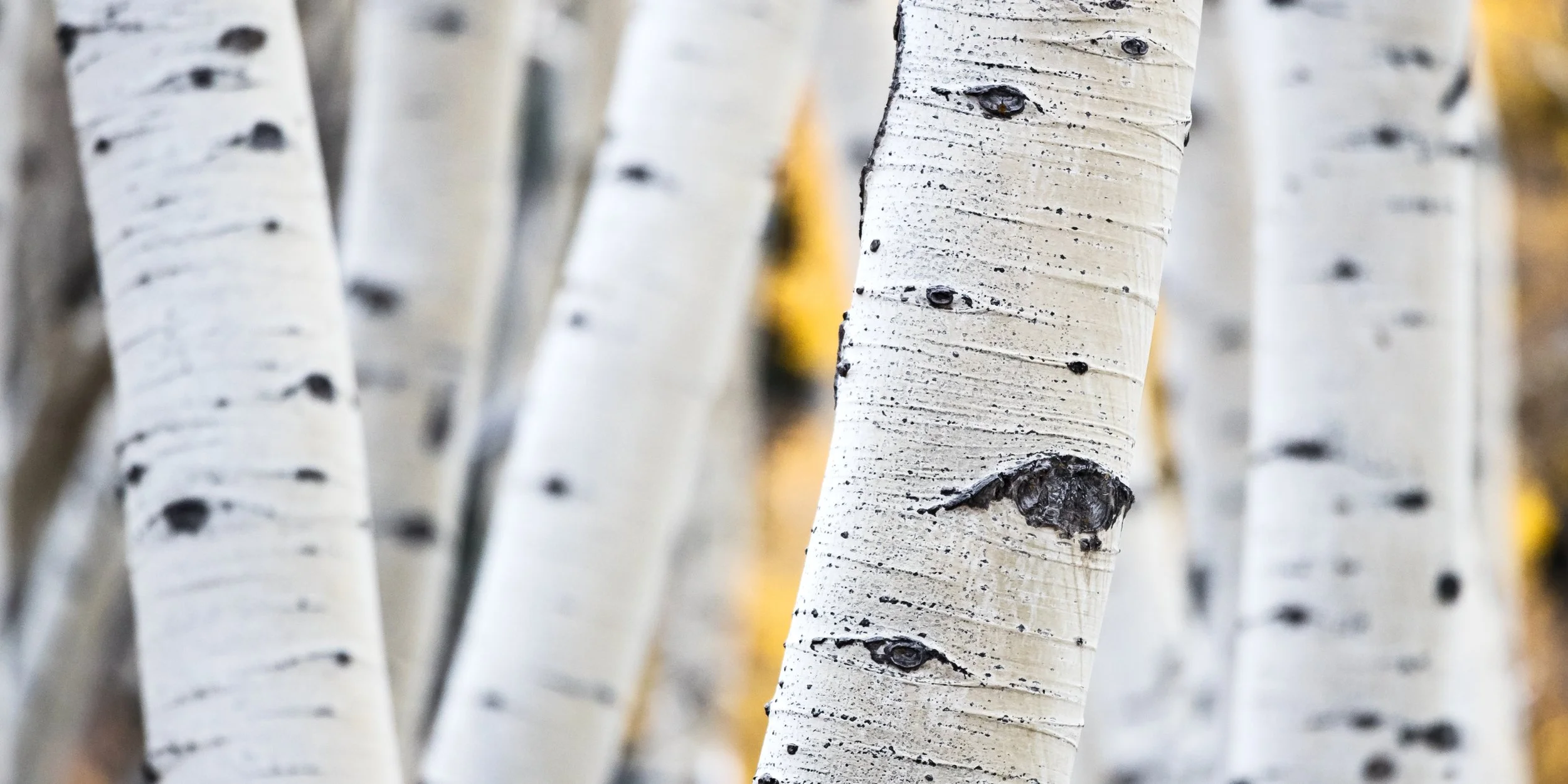iStock-893082748.jpg
