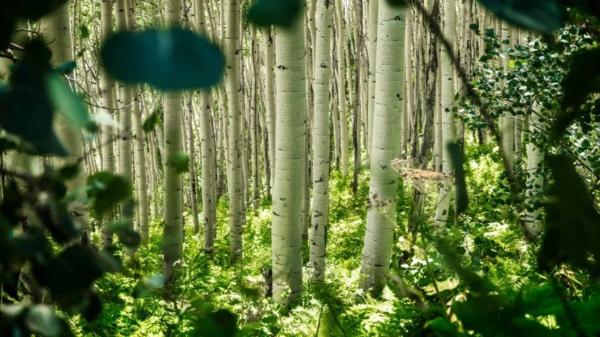 pexels-joshuaworoniecki-2401980 (Small).jpg