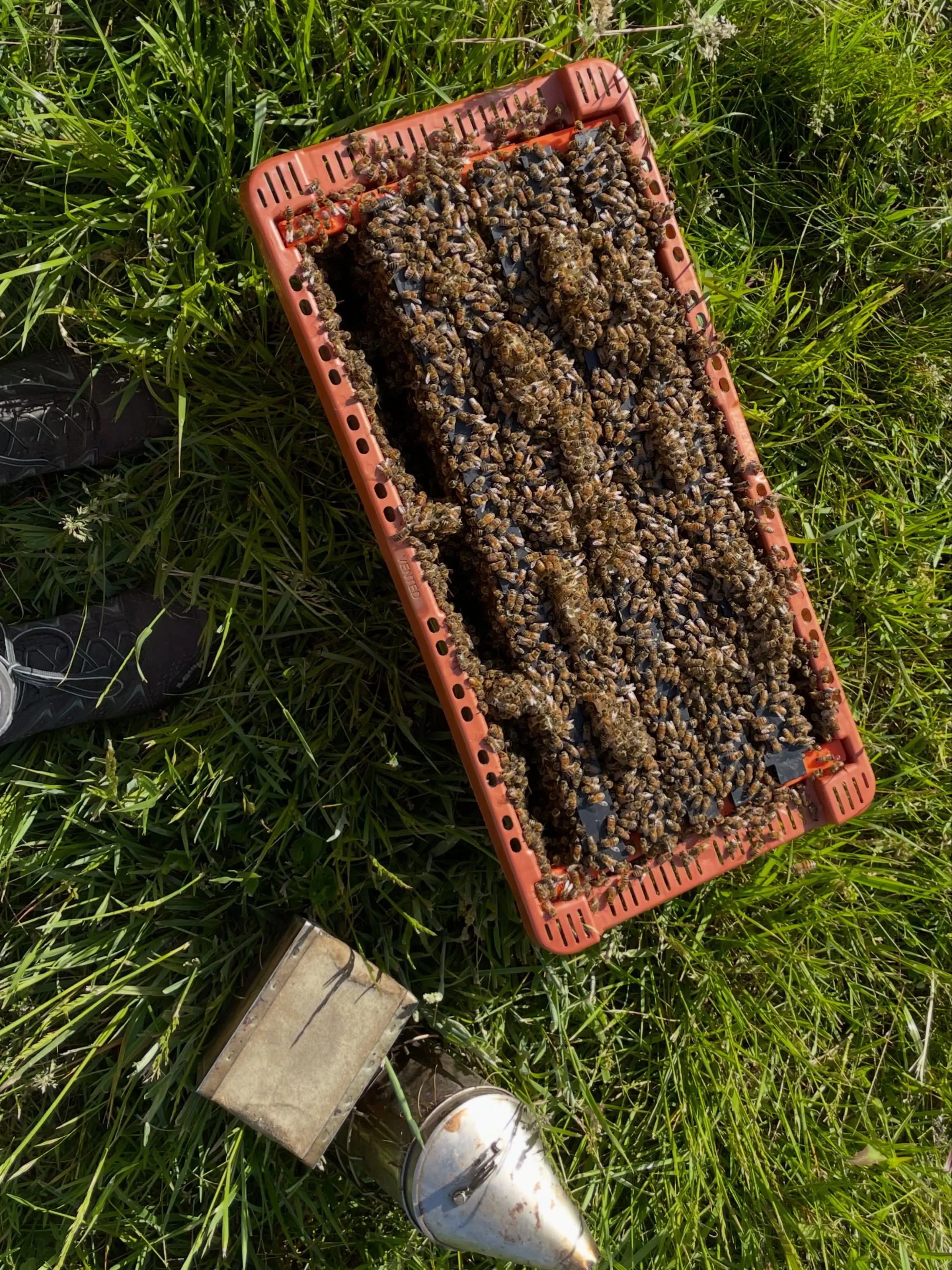 We have a good nectar flow going right now in much of WNC, which means that the bees are bringing in nectar faster than I can give them places to store it! I still have some overwintered nucs that are absolutely bursting at the seams ready to get pot