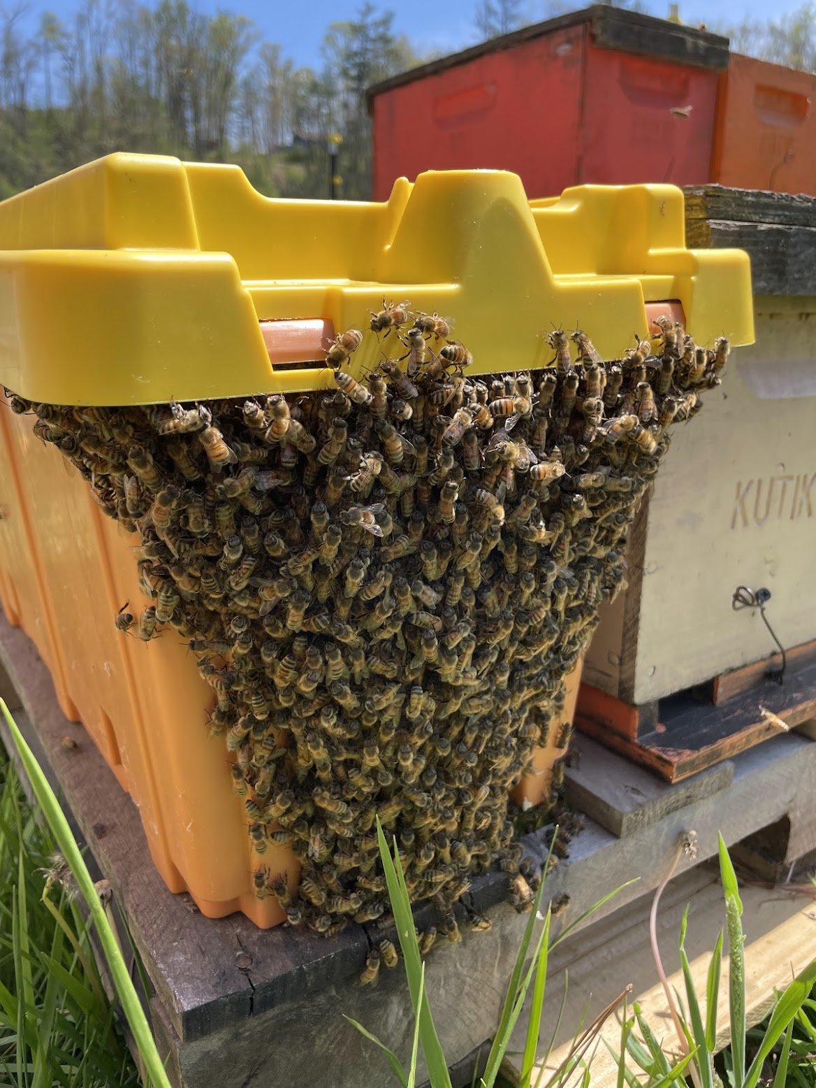 5-frame Deep Nucleus Colony  (WNC Local Pickup)
