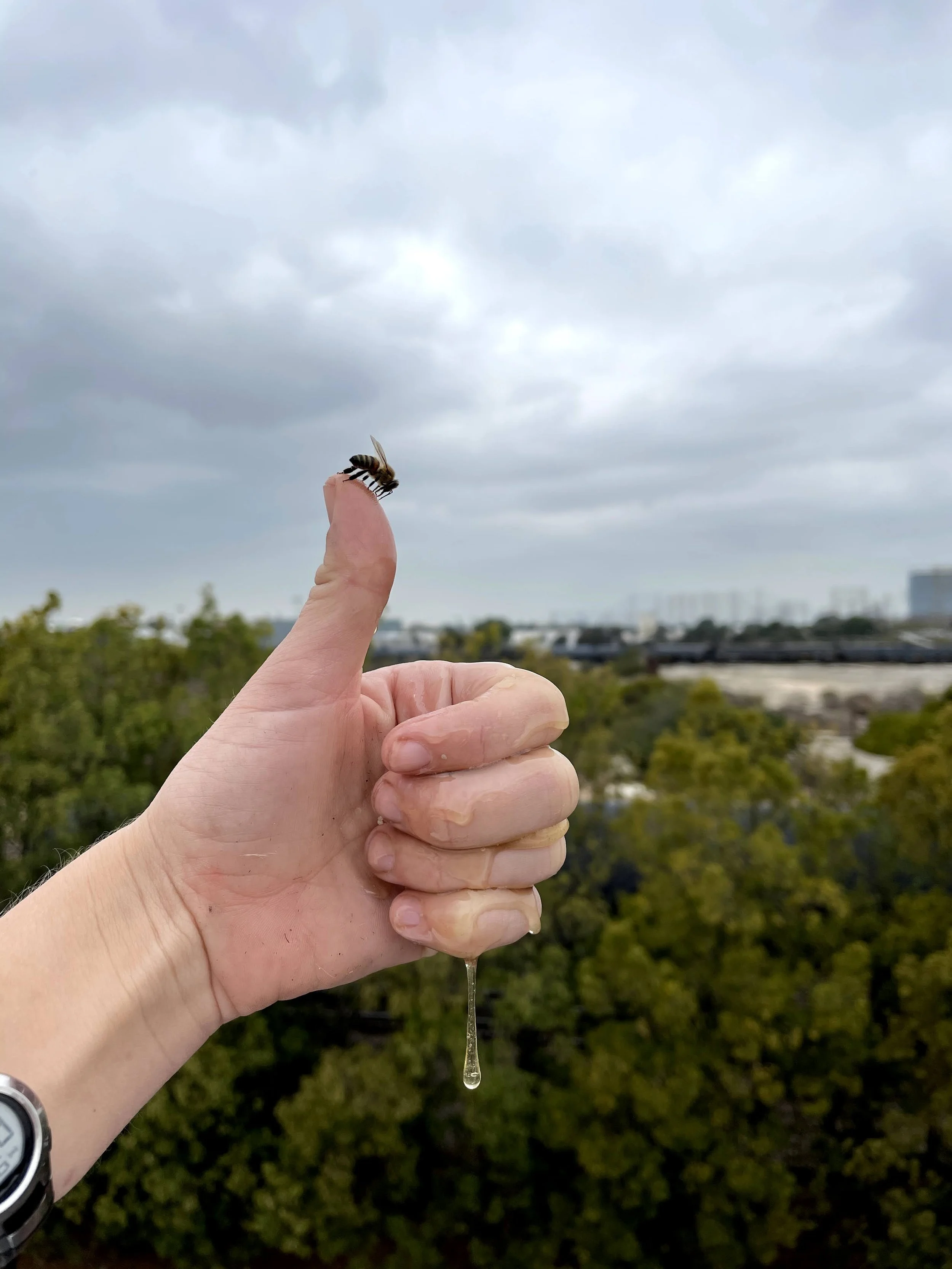 Hands-on Beekeeping Experience - Gift Option