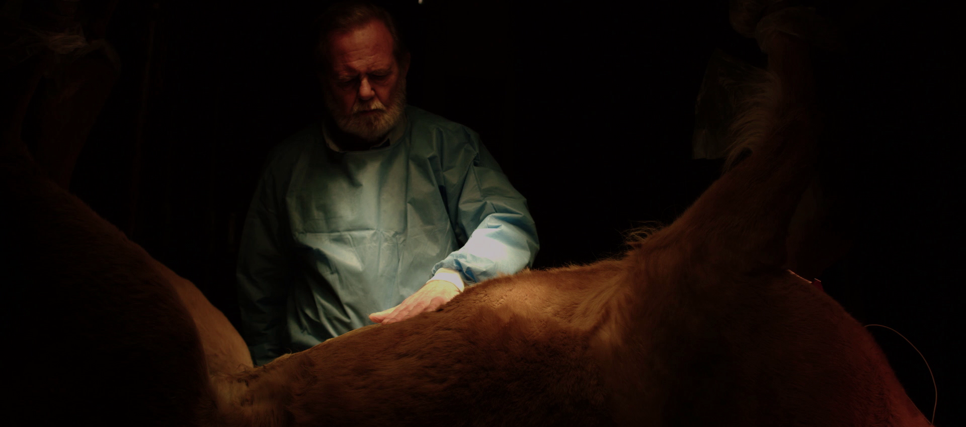 A Foal Between Us