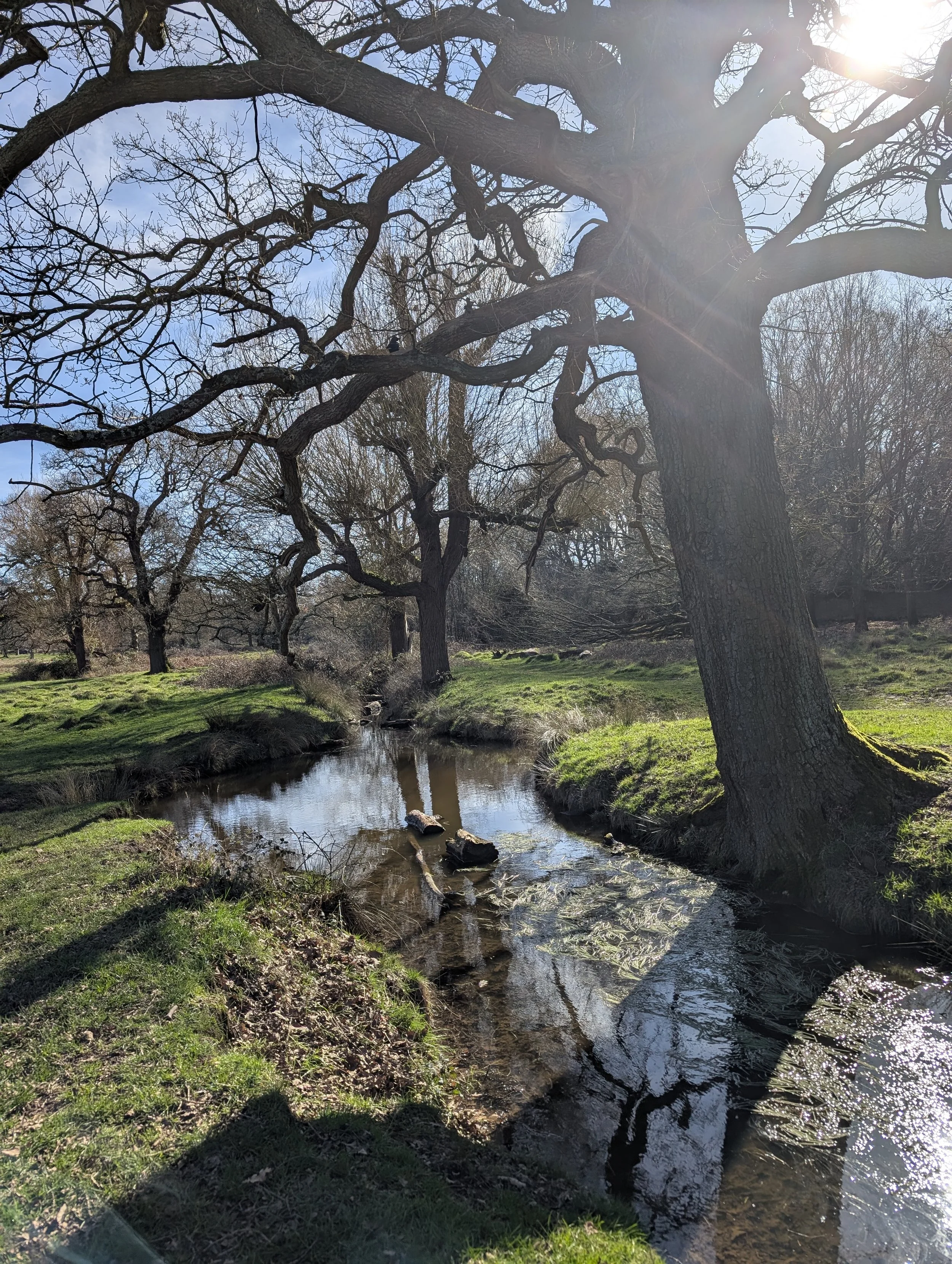 A large, leafless tree with twisted branches next to a small creek, with sunlight shining through the branches and casting shadows on the ground.