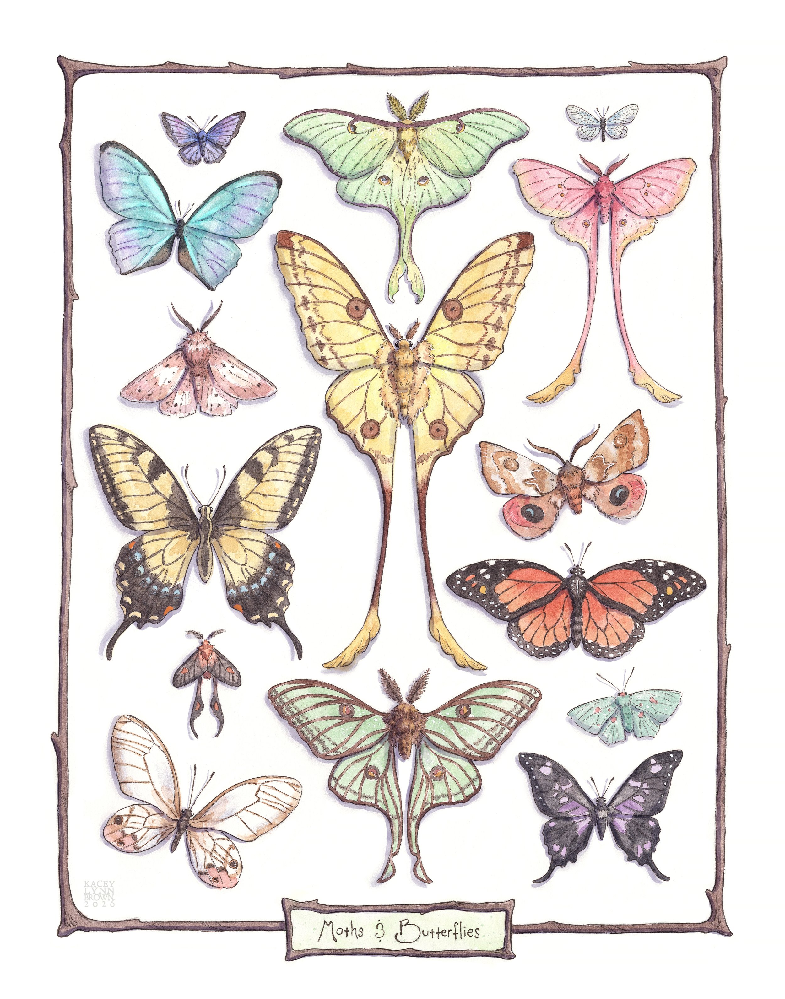 Moths & Butterflies - Ink & Watercolor
